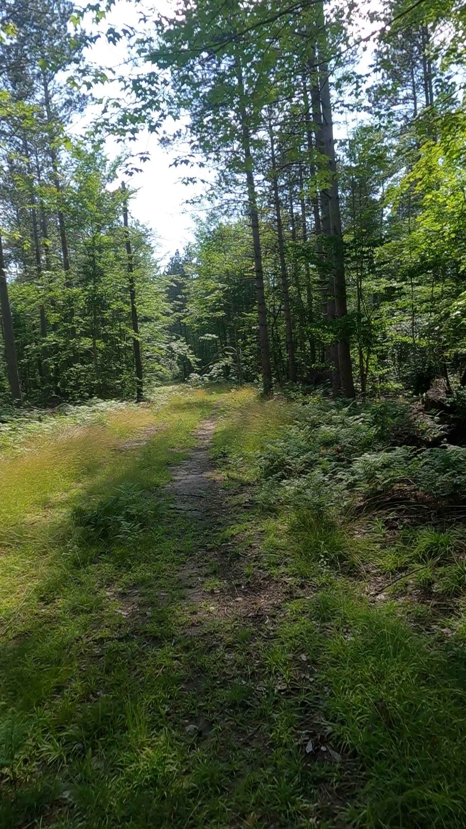 Pine Junction (FSR 8025)