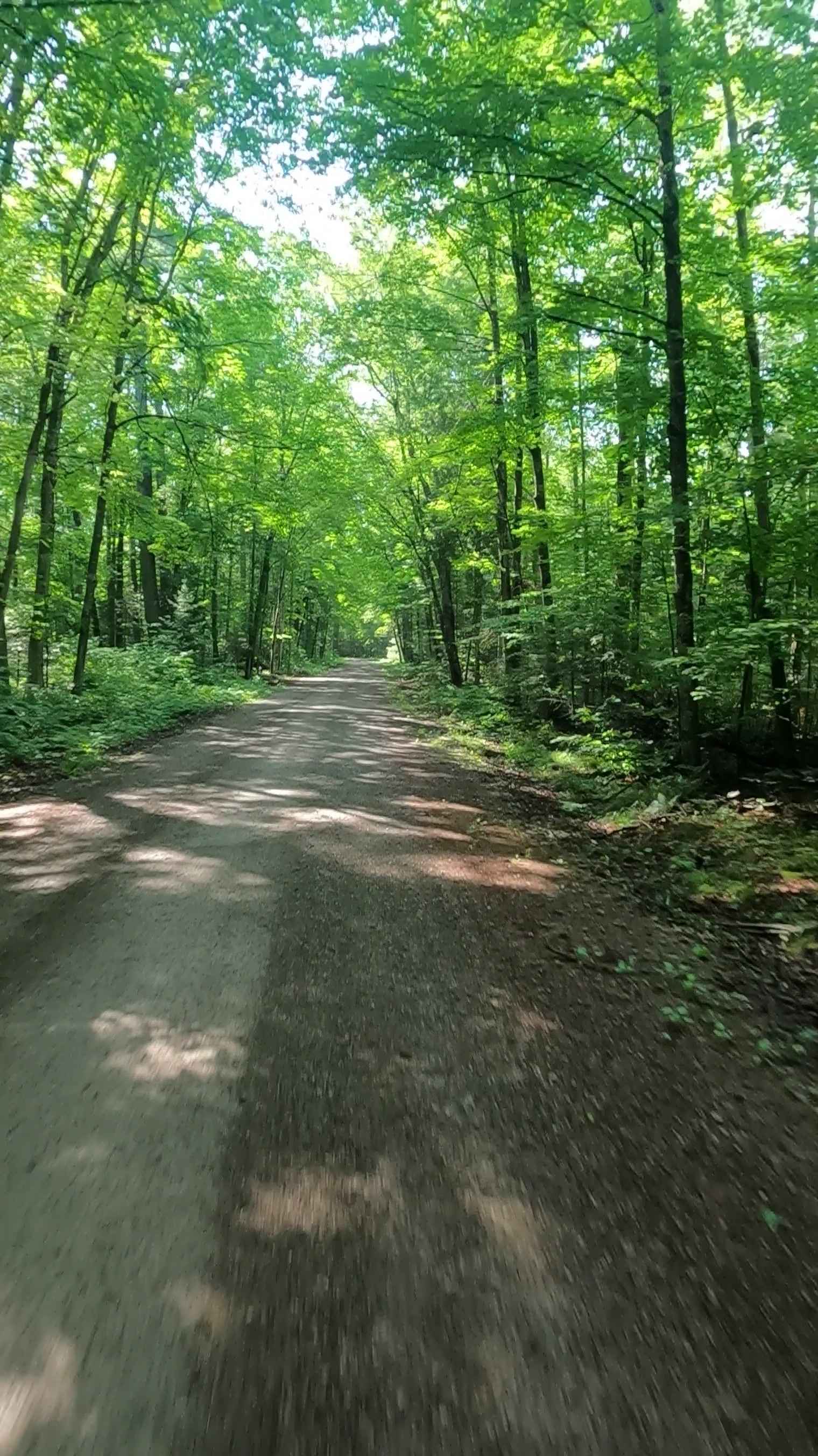 Sturgeon River Road - FSR 2229