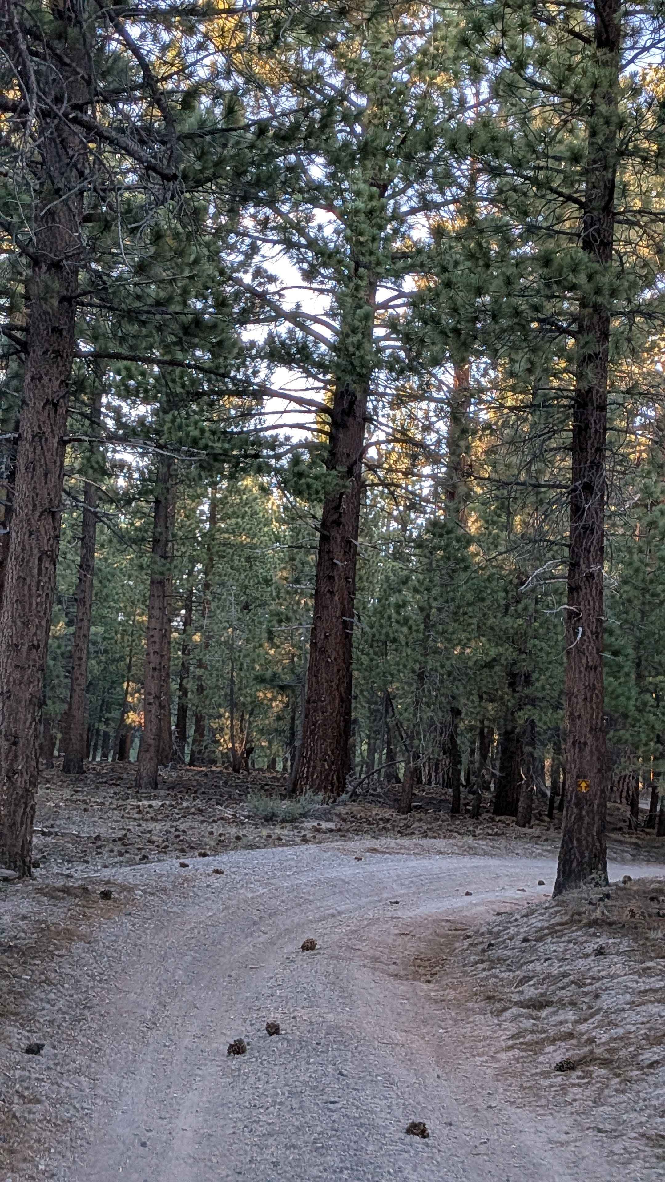 Dry Creek Cutoff FS 32E628-SNO