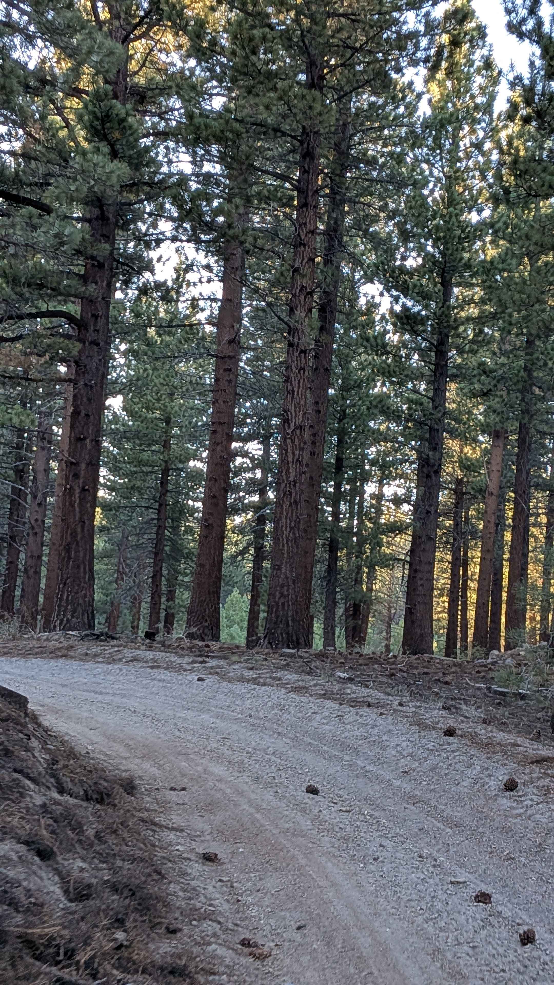 Dry Creek Cutoff FS 32E628-SNO