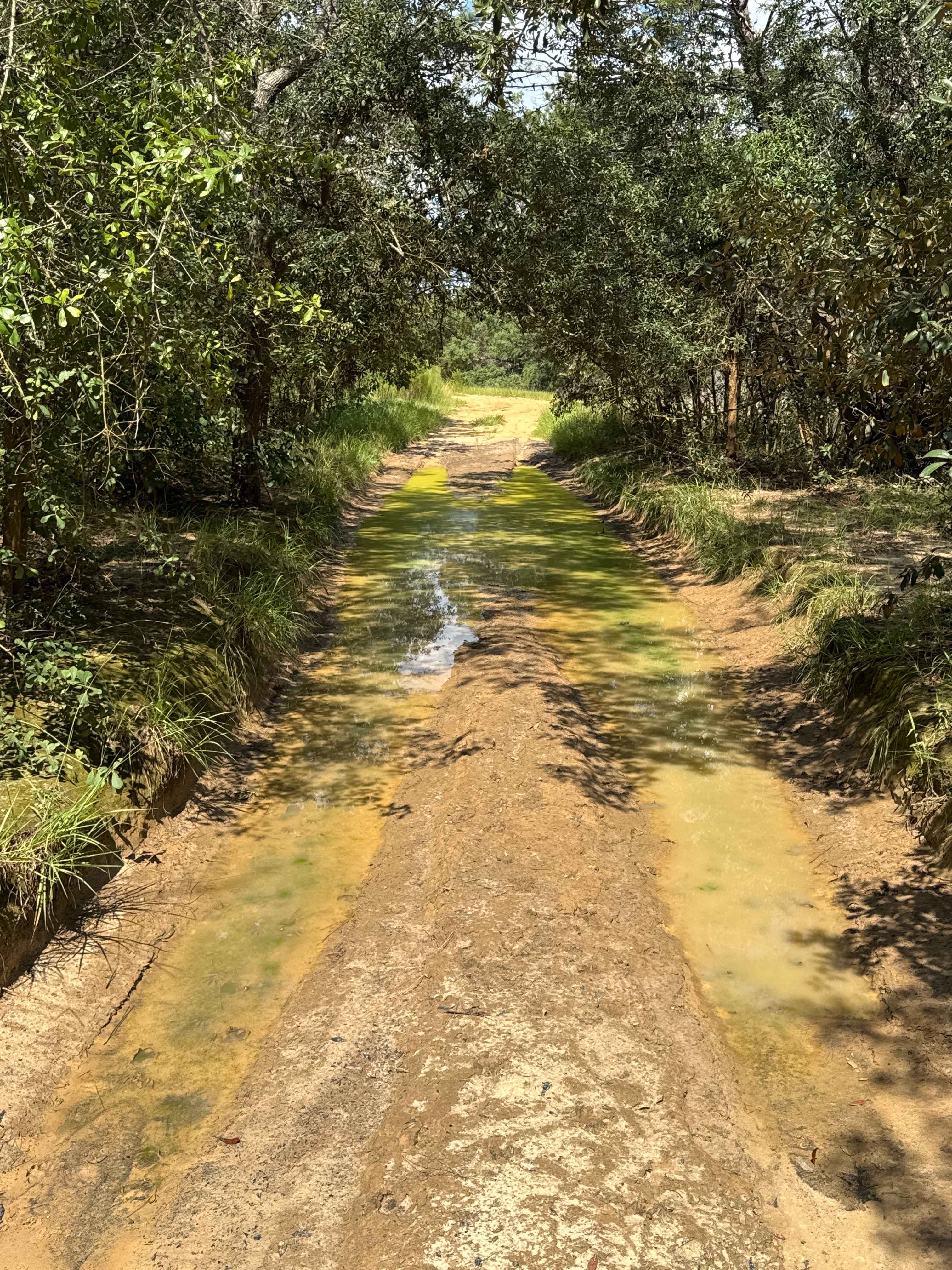 Trail 6 - Citrus WMA