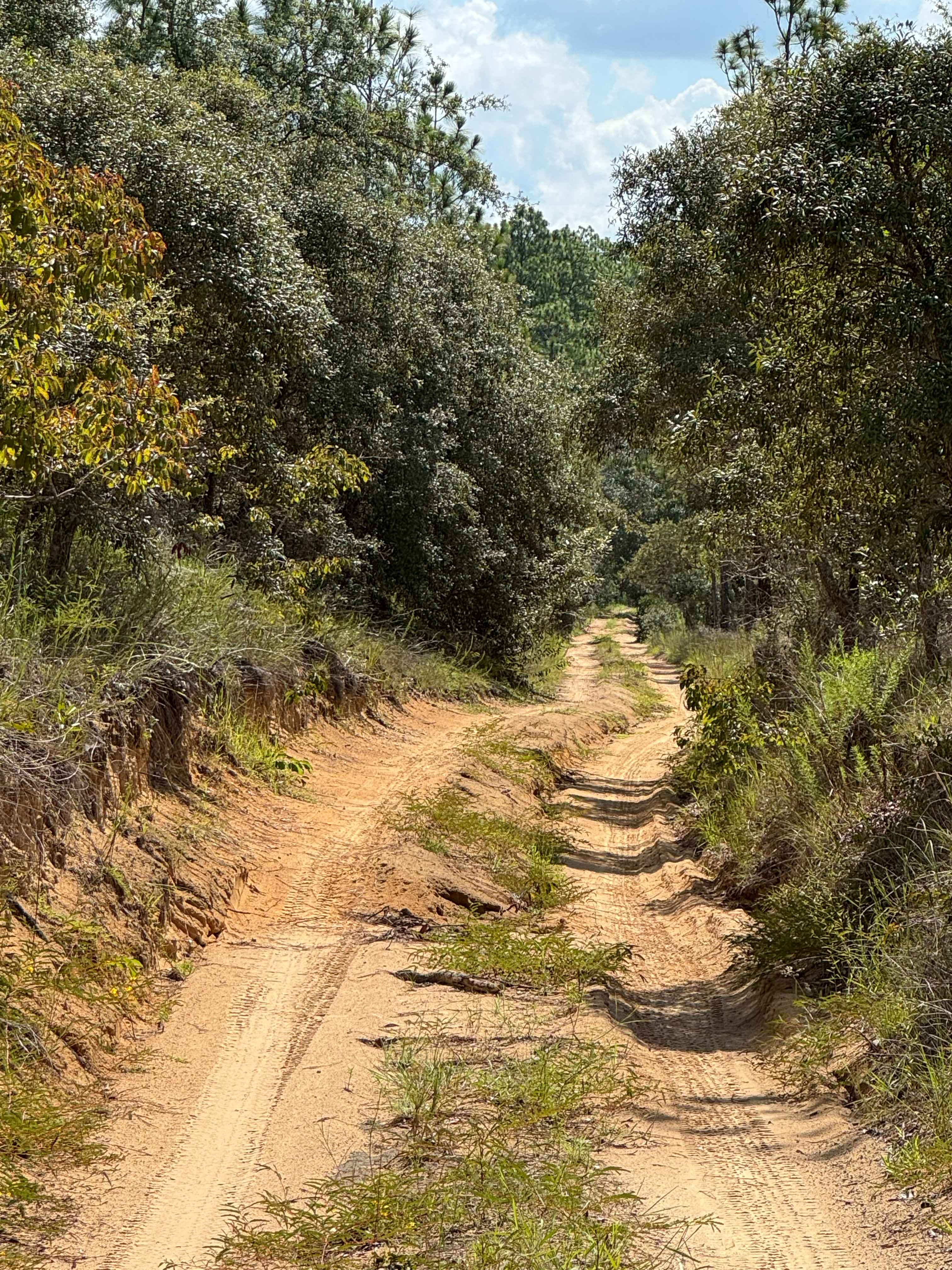 Trail 6 - Citrus WMA