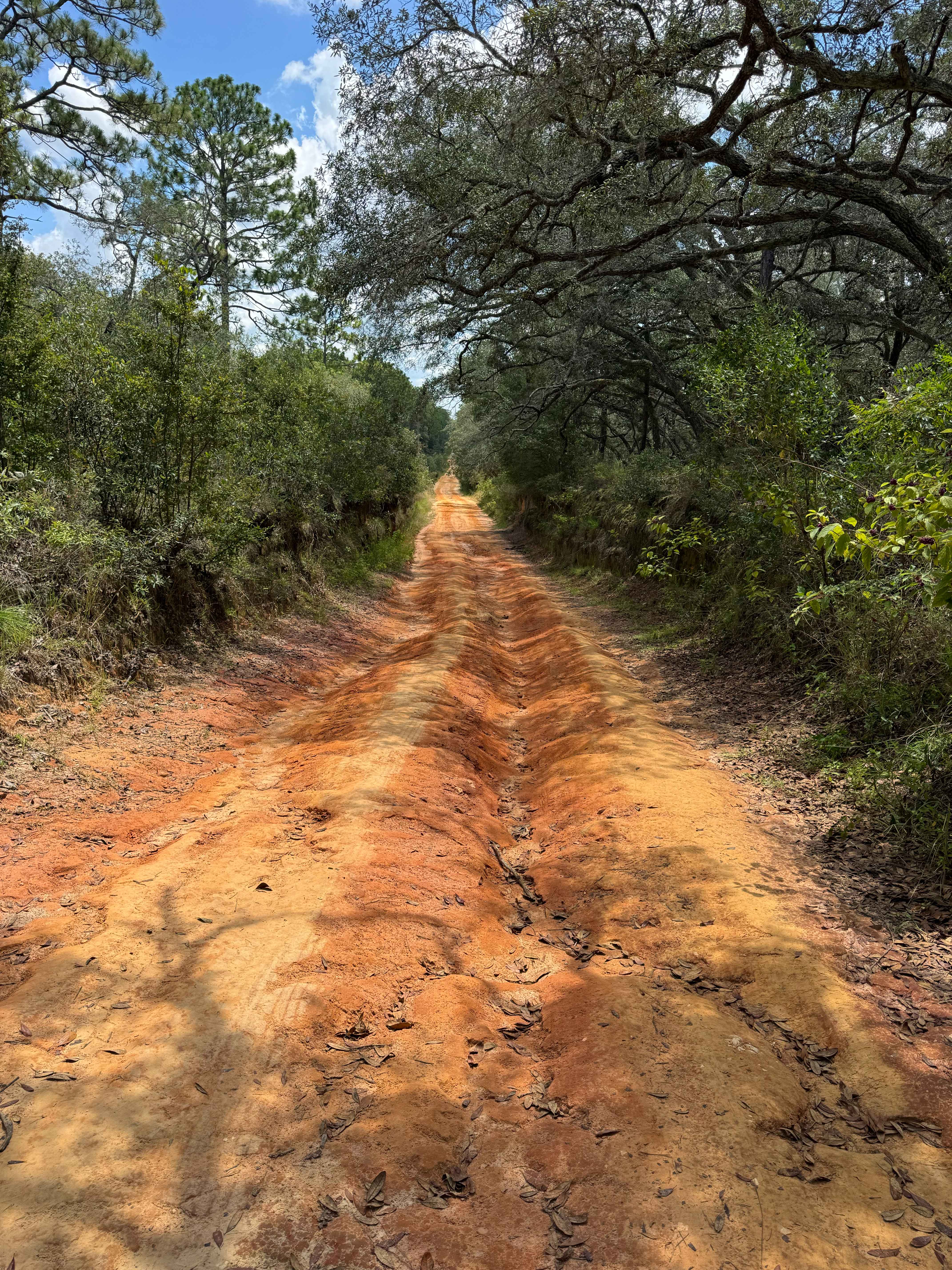 Trail 10 - Citrus WMA