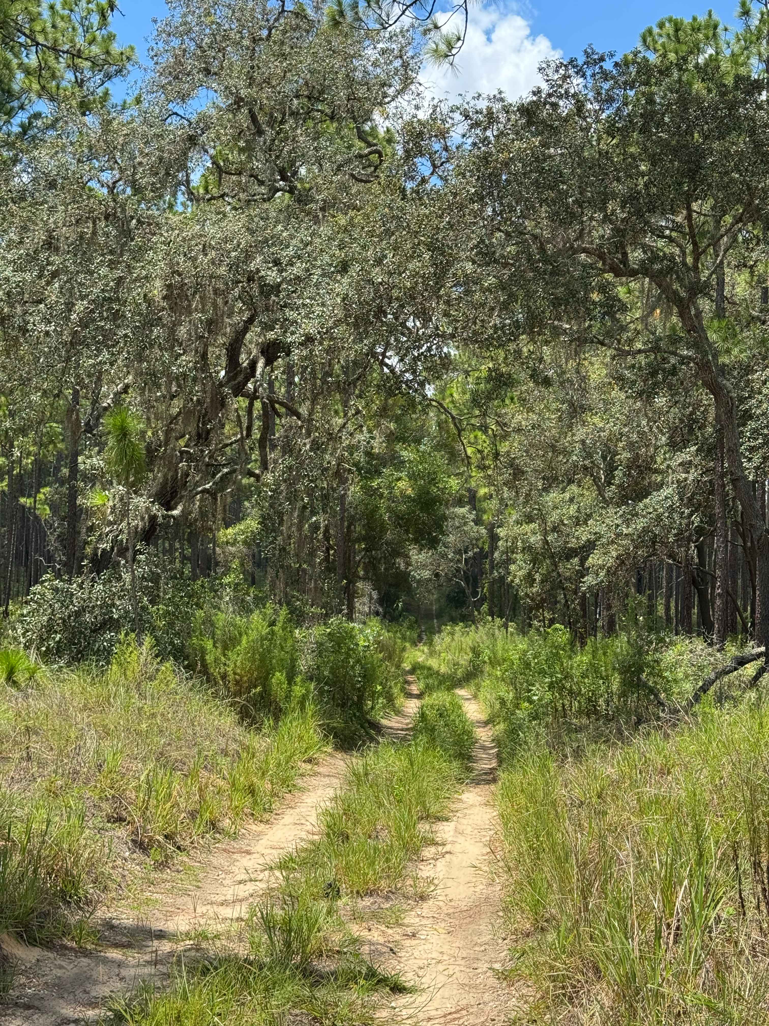 Trail 12 - Citrus WMA