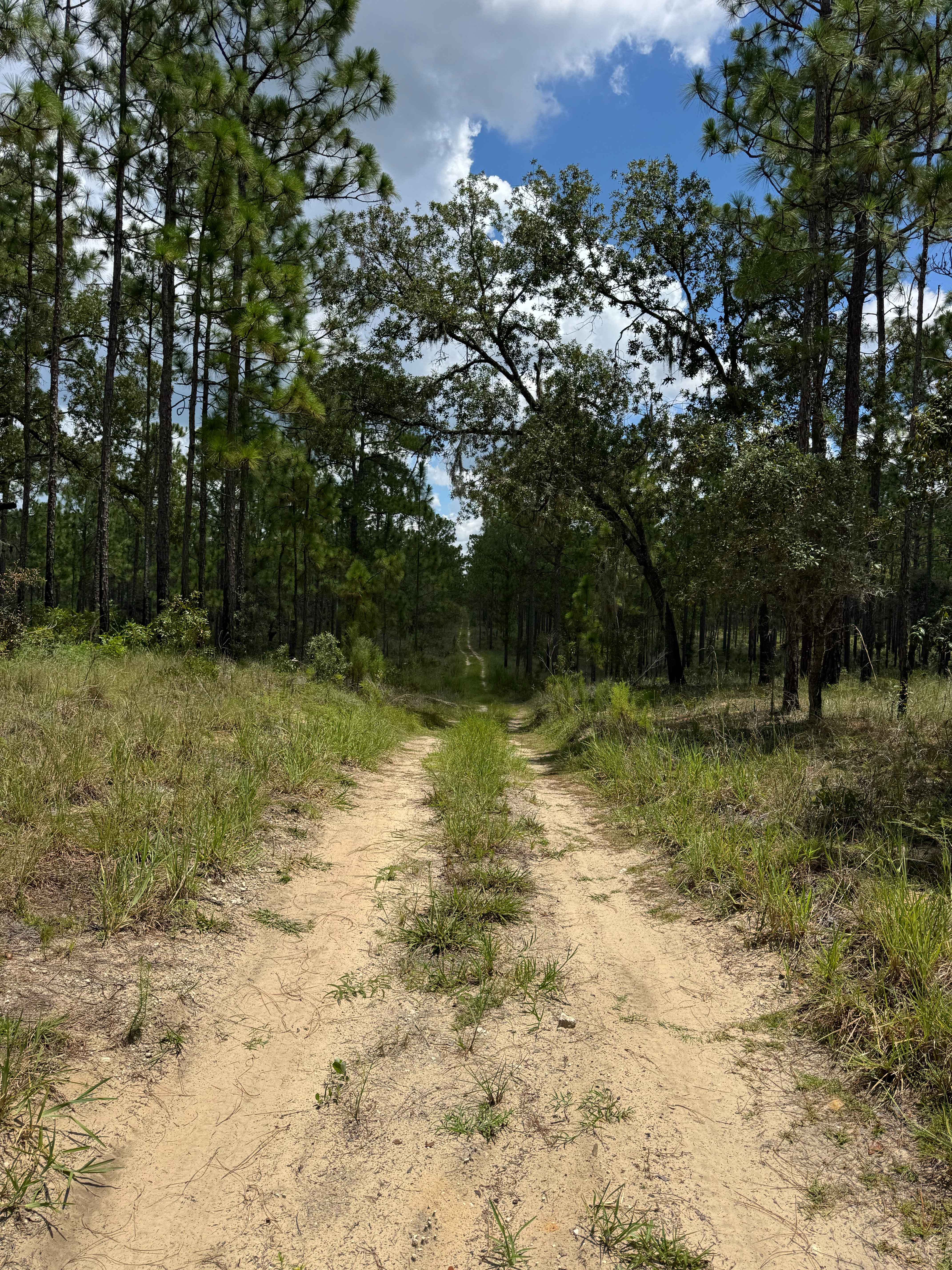 Trail 12 - Citrus WMA