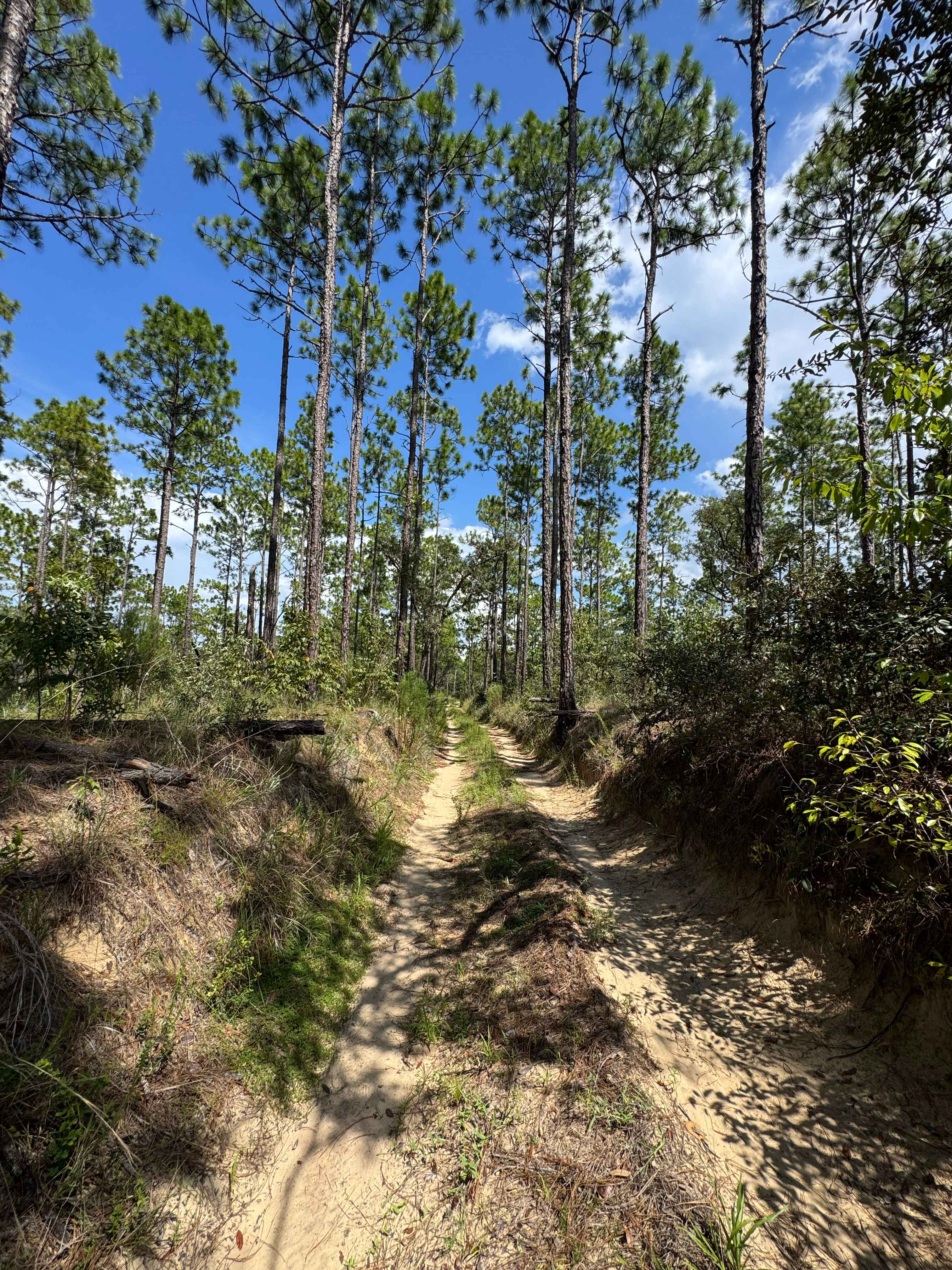 Trail 10A - Citrus WMA