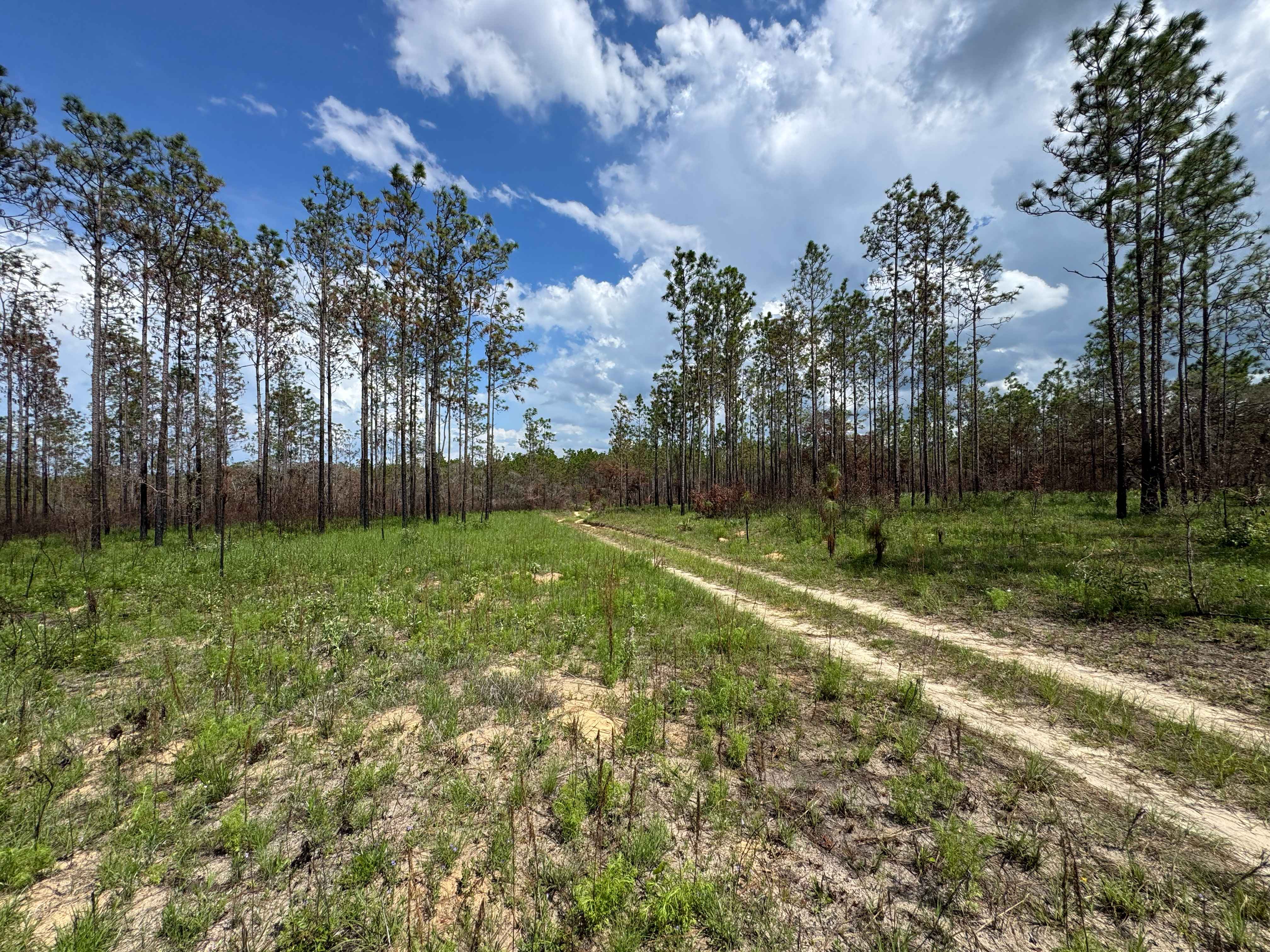 Trail 10A - Citrus WMA