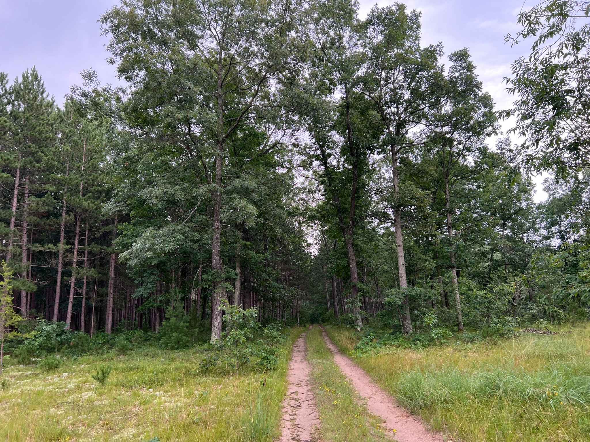 Forest Service Road 8259