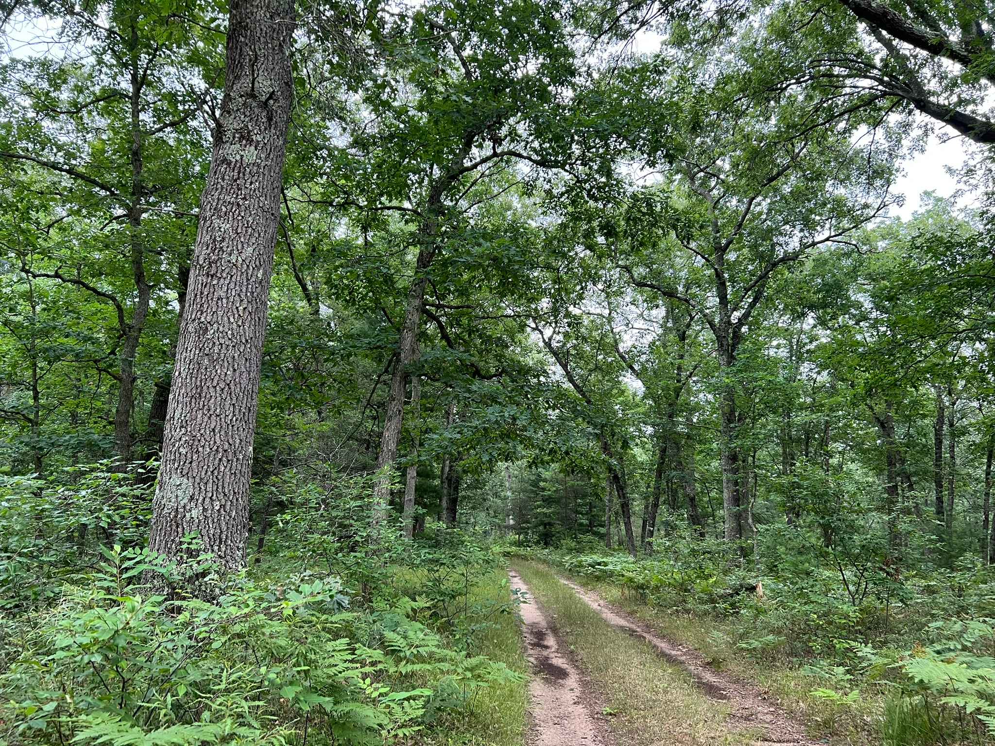 Forest Service Road 8259