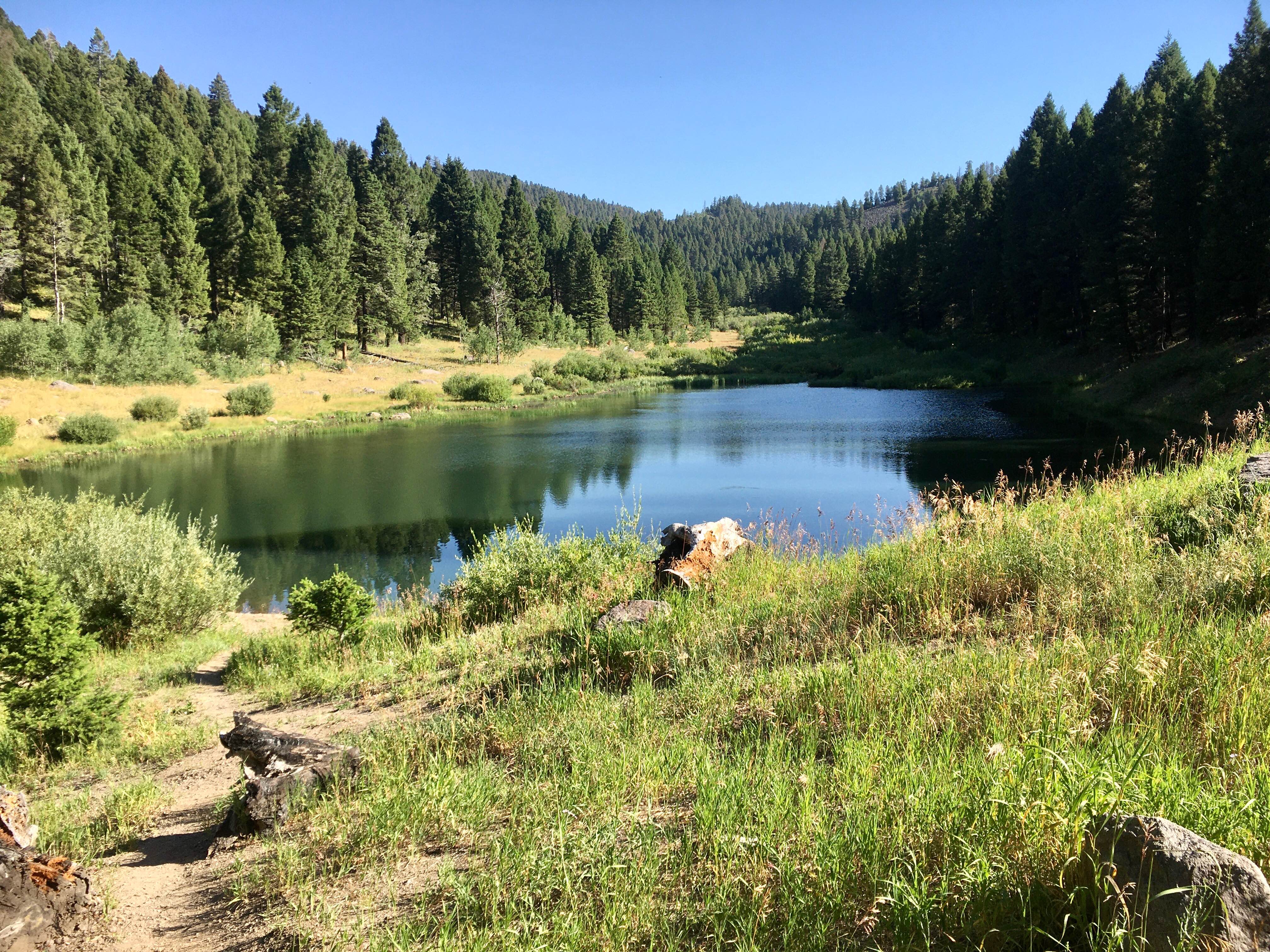 Spring Creek Road - FS 889