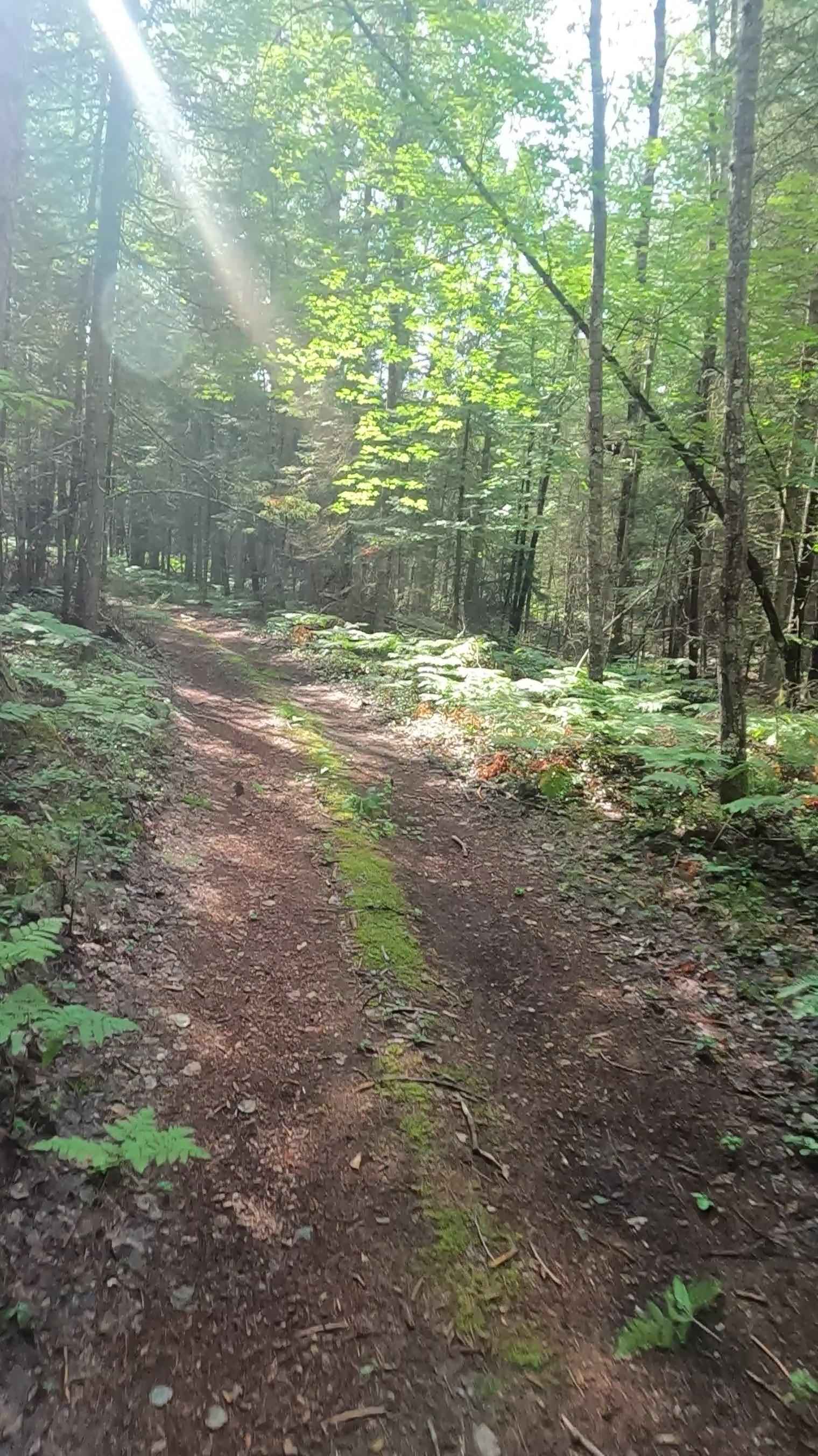 Ensign Spur C - FSR 2235G