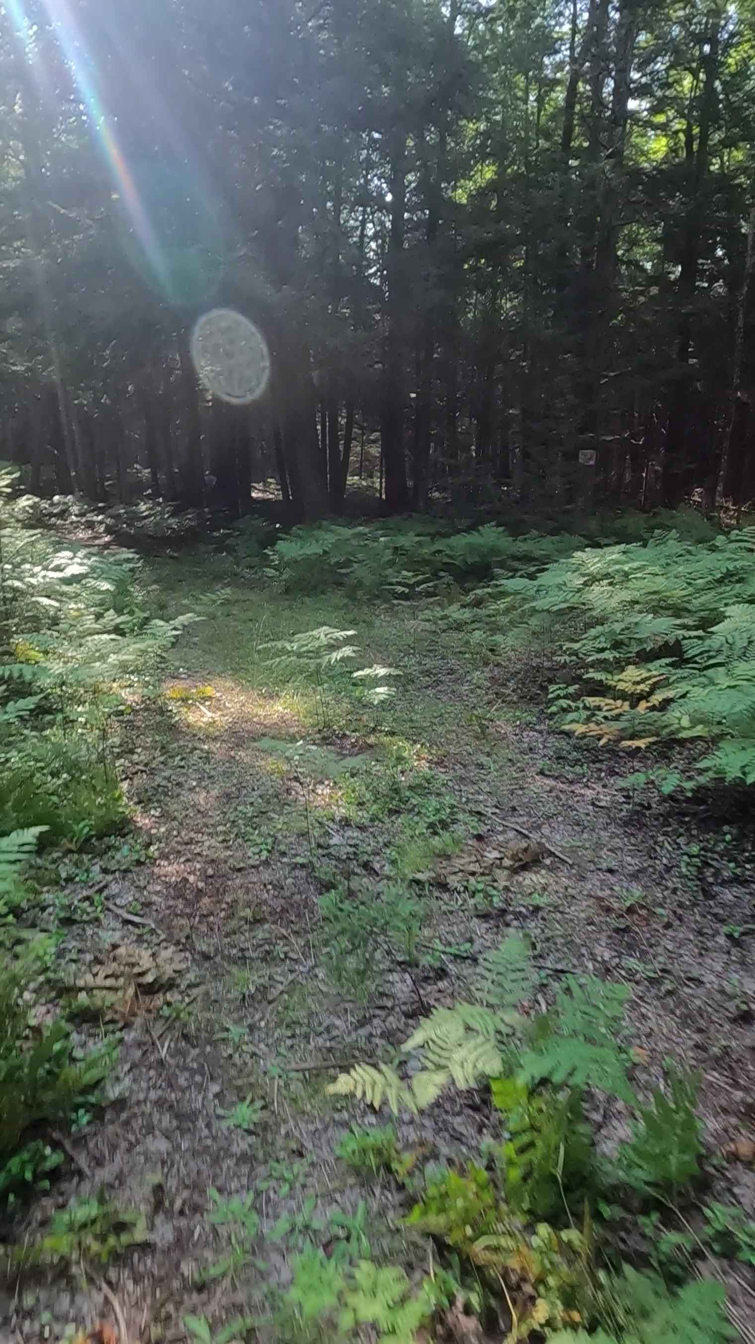 Mormon Creek Spur AB - FSR 2231AB