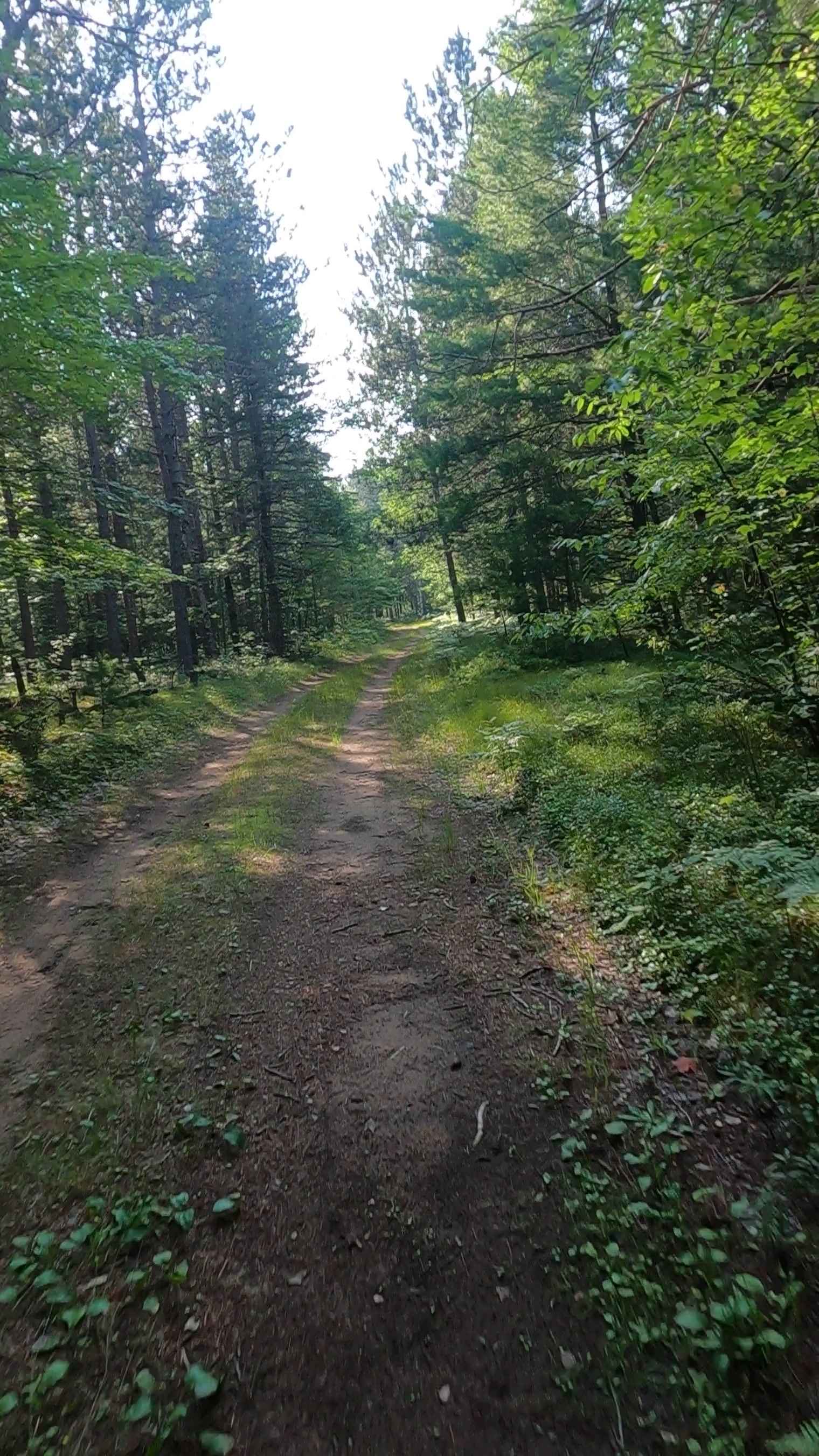 Mormon Creek Spur AB - FSR 2231AB