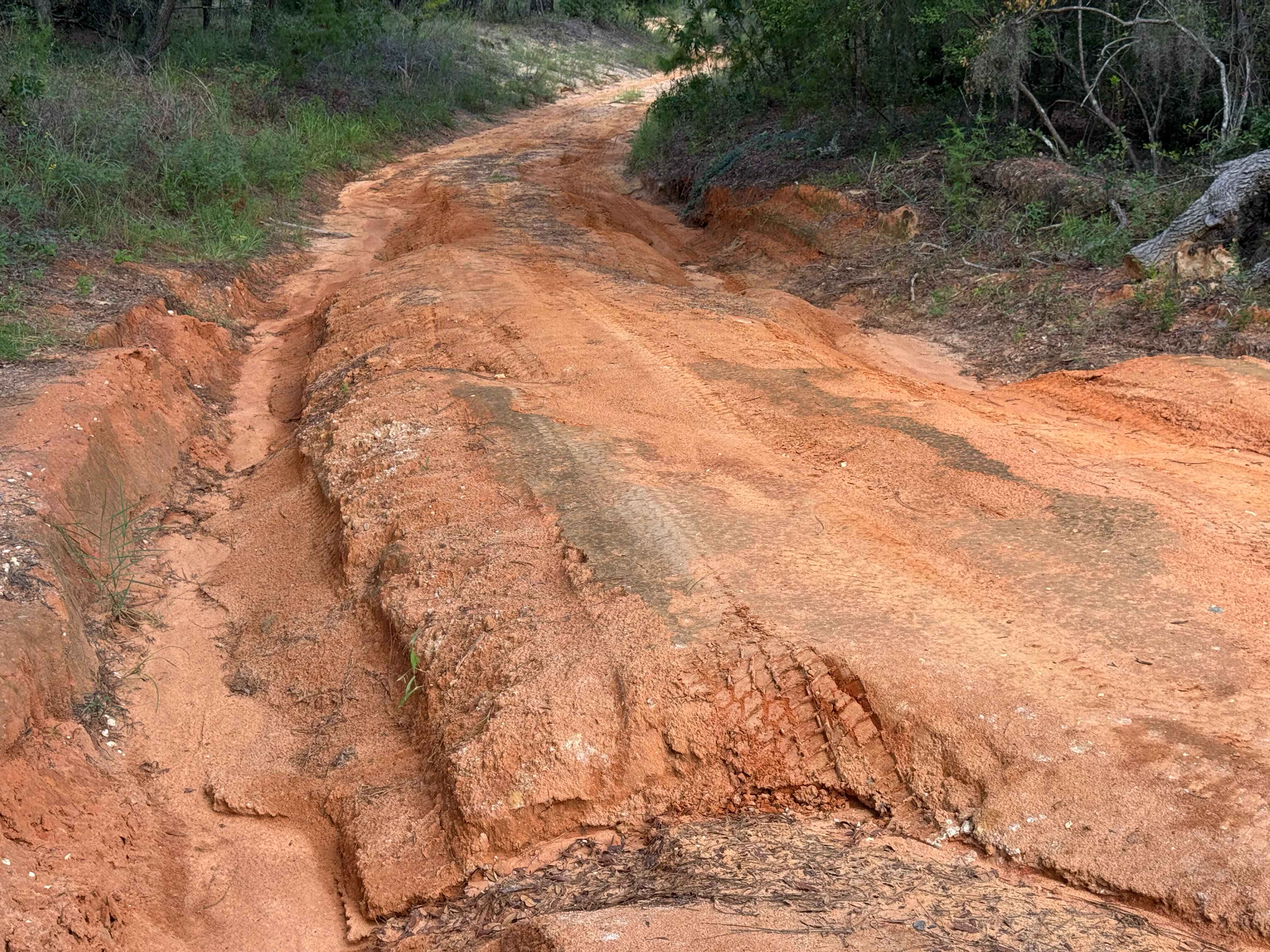 Trail 4 - Citrus WMA