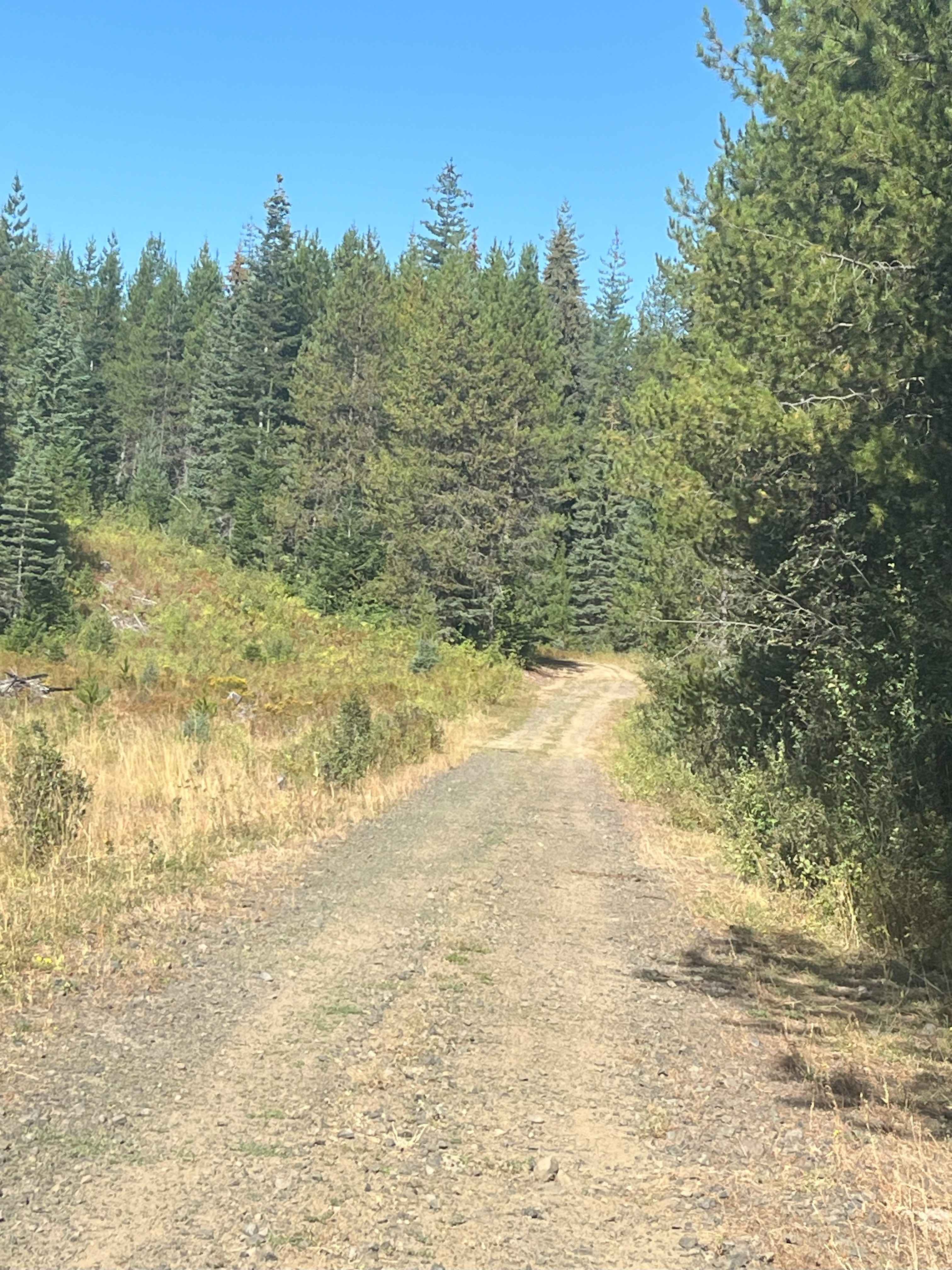 Moose Creek Upper Road Track