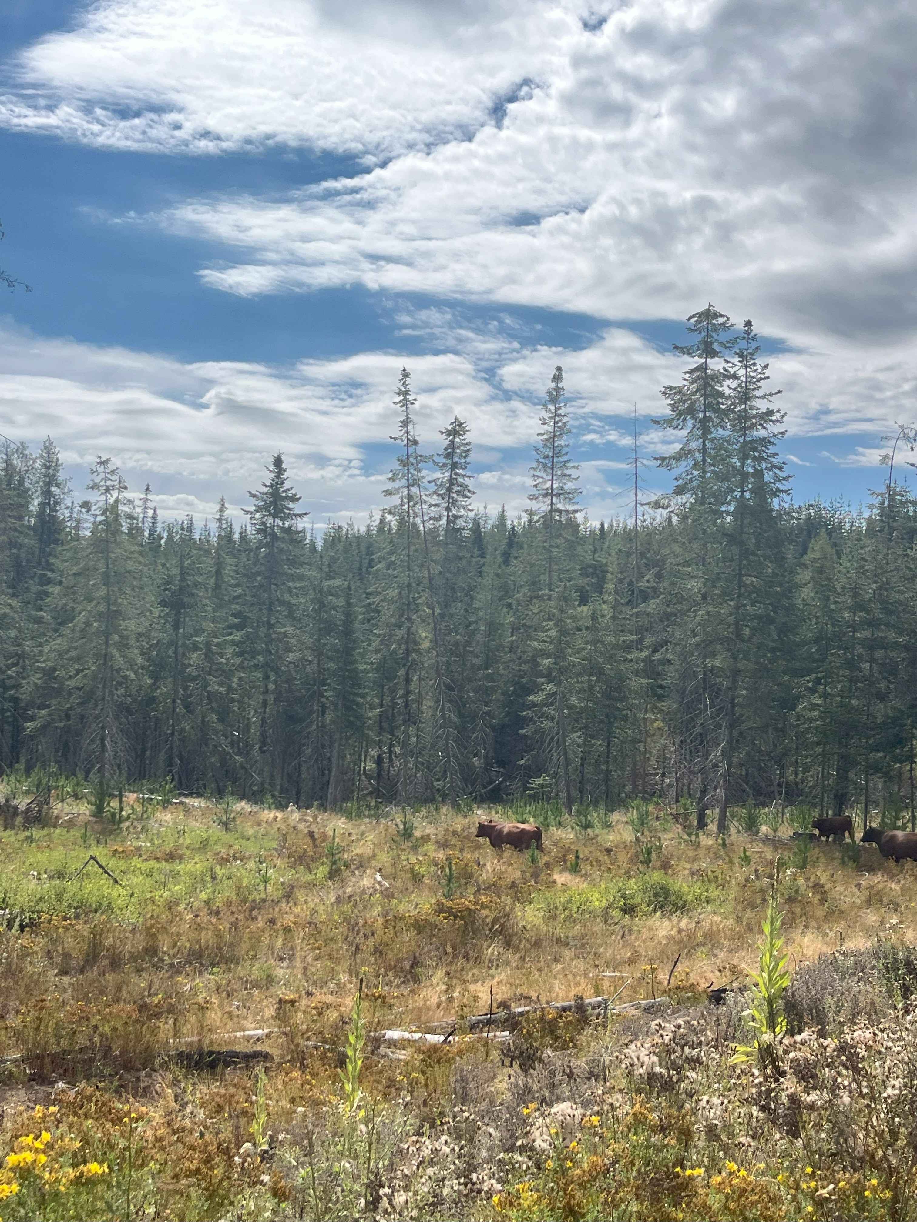 Moose Creek Lower Road Track