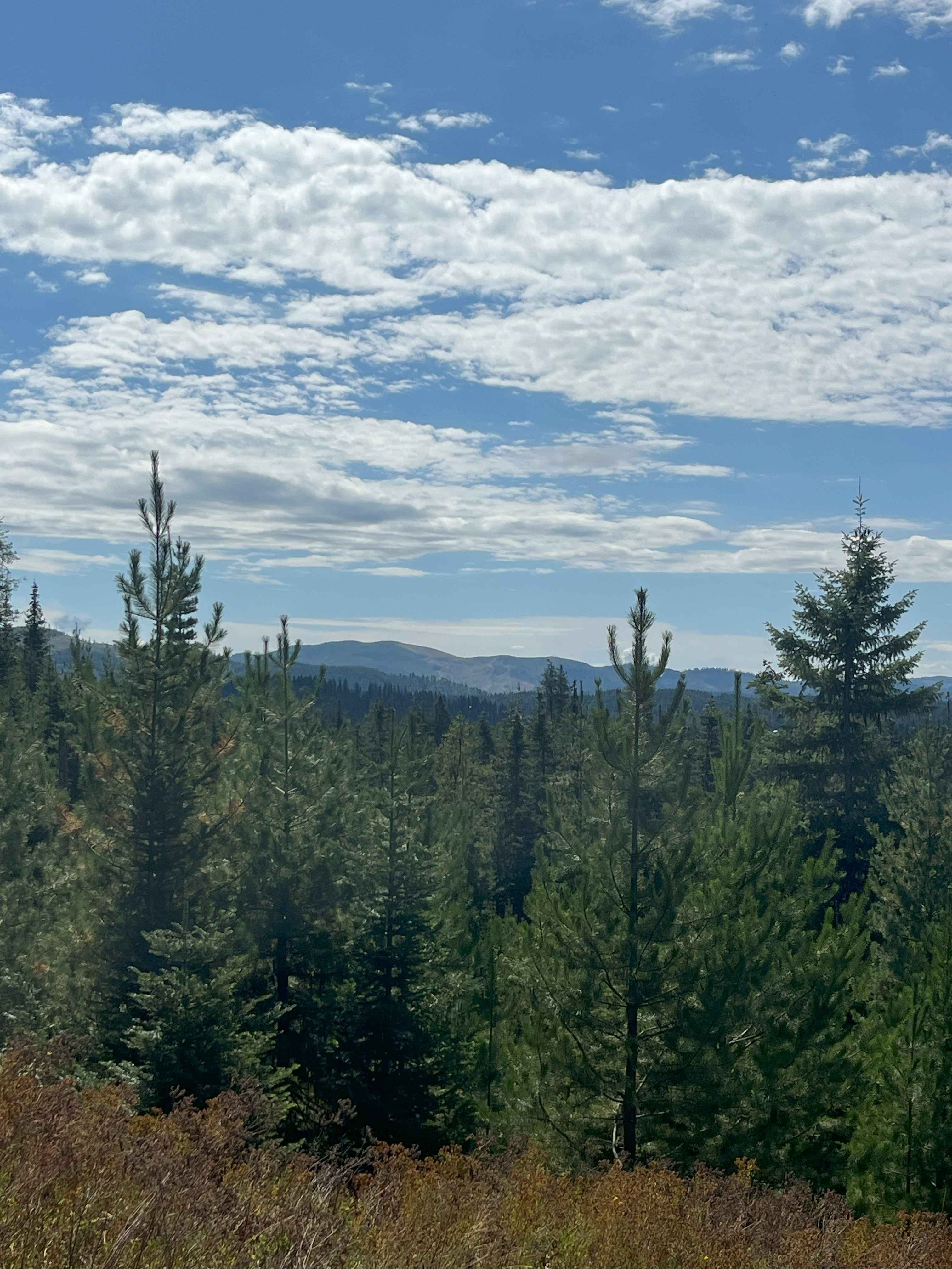 Moose Creek Old Logging Road Track
