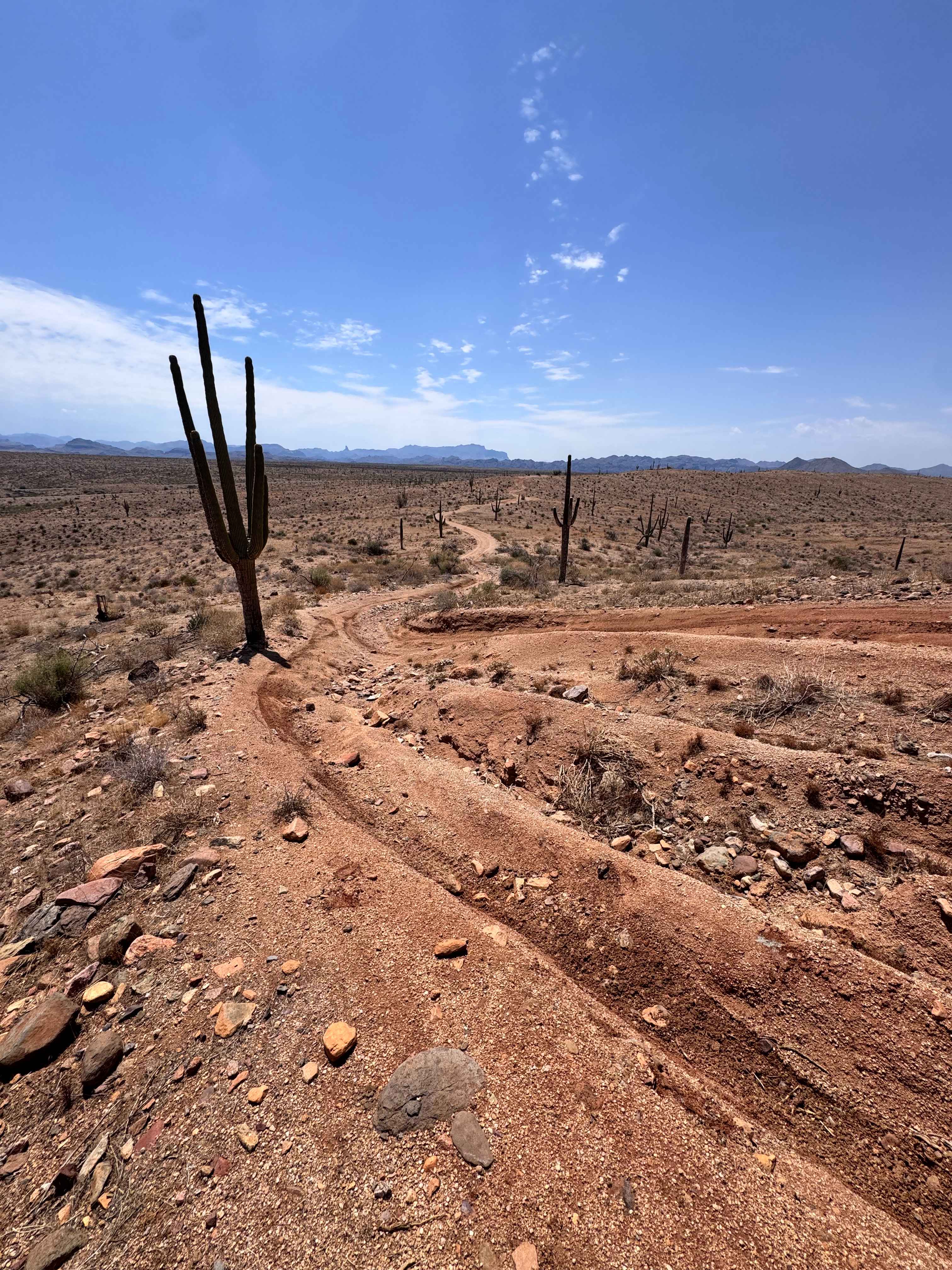 Sycamore Overlook Trail