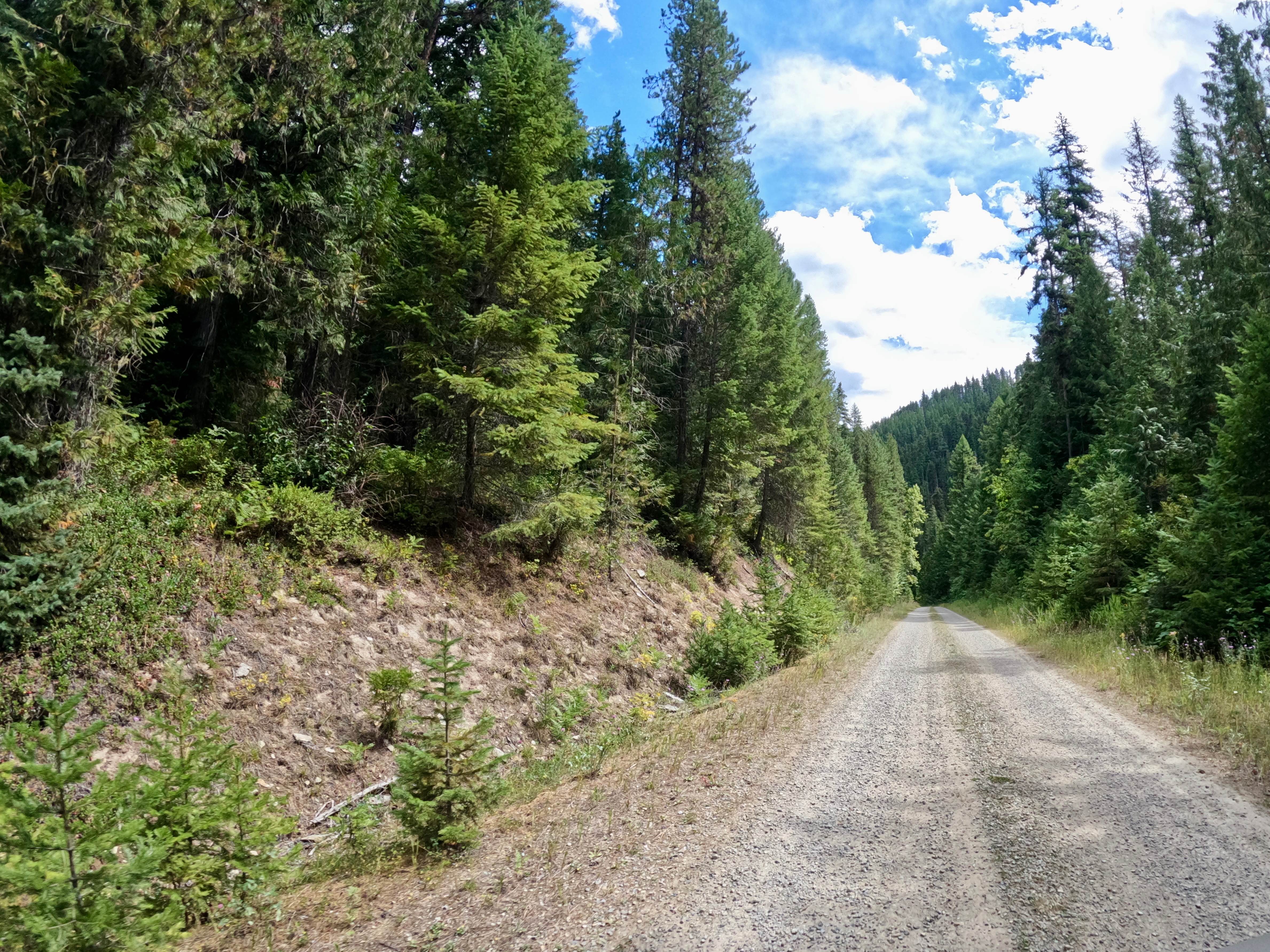 Newman Ridge Road (1185) - Canyon Creek Road (3816)