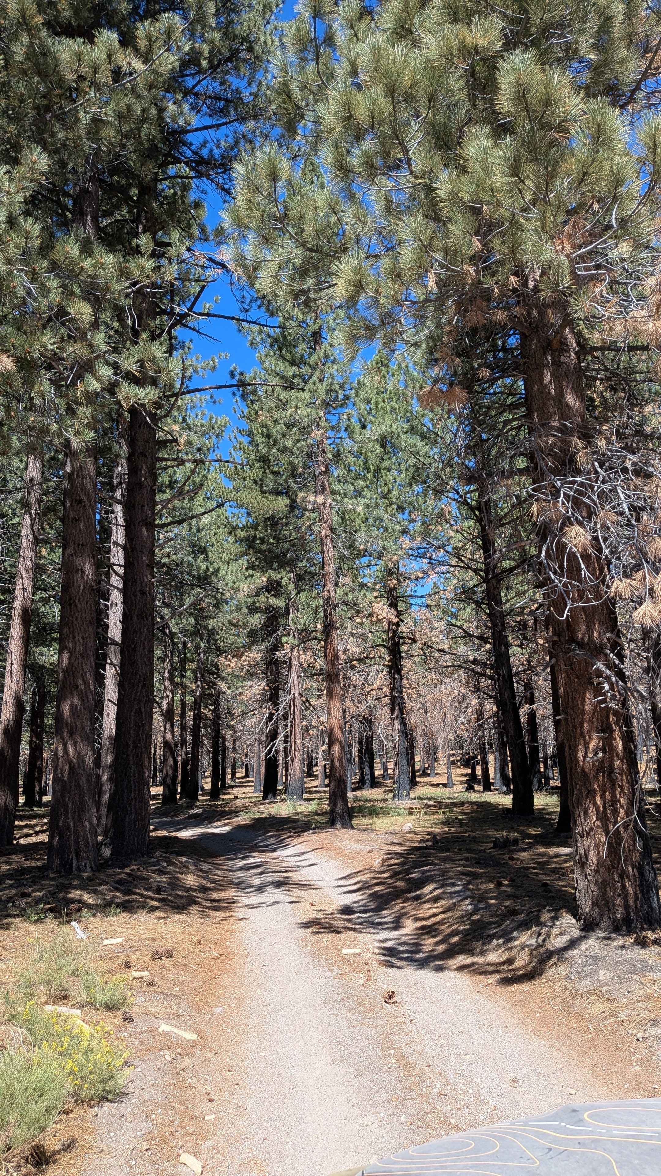 Forest Service Road 3S104