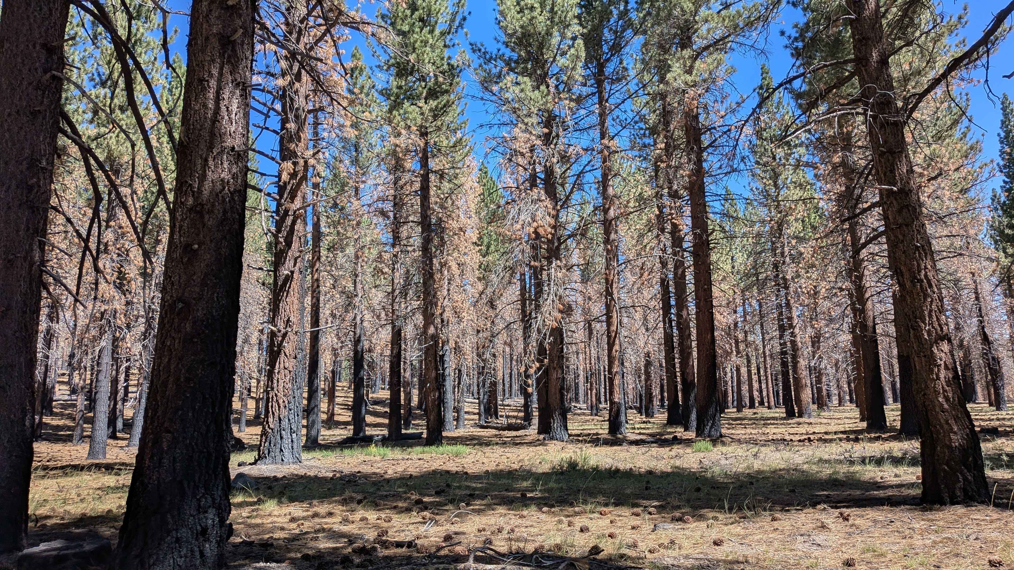 Forest Service Road 3S104