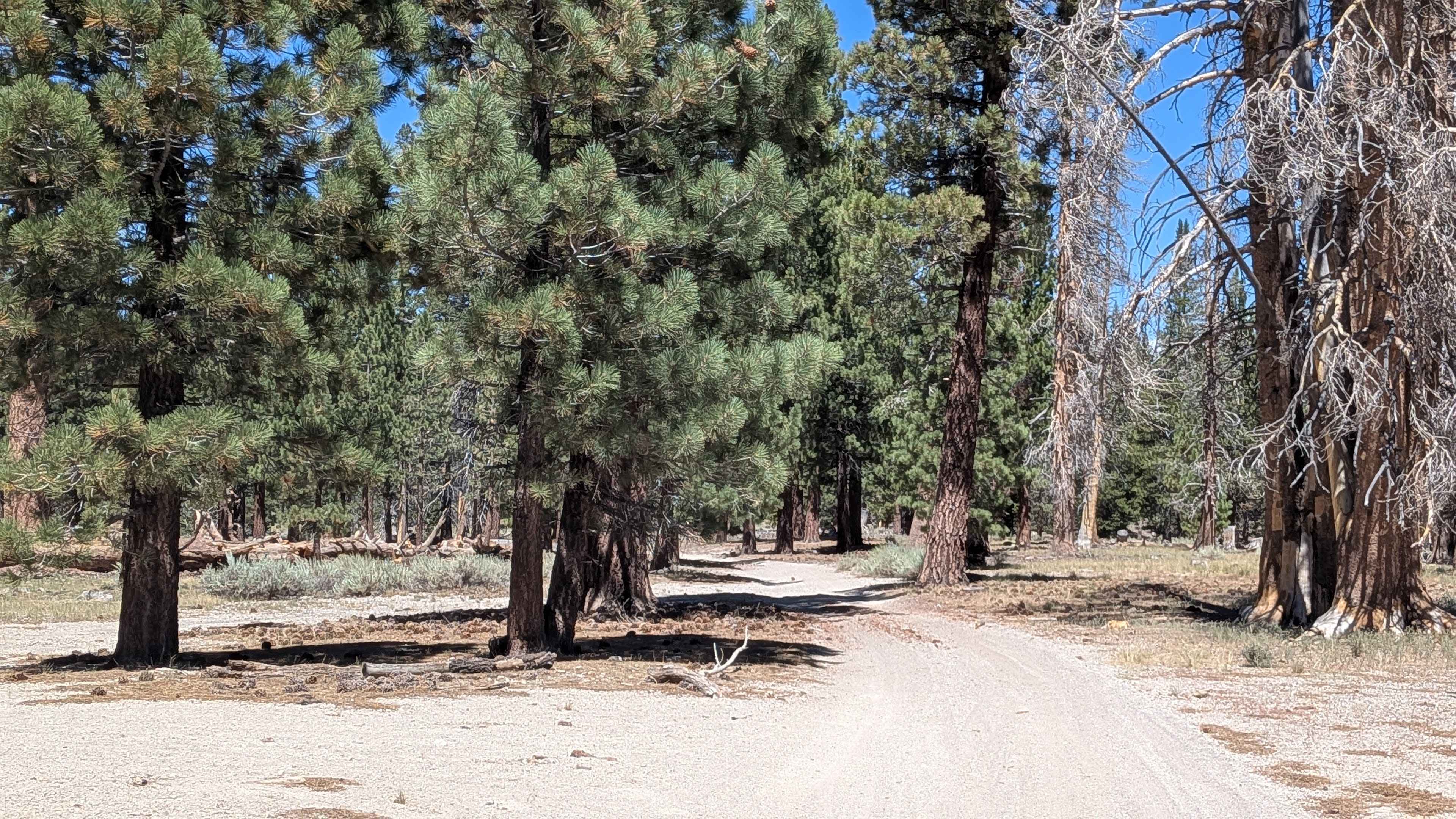 Forest Service Road 2S2111