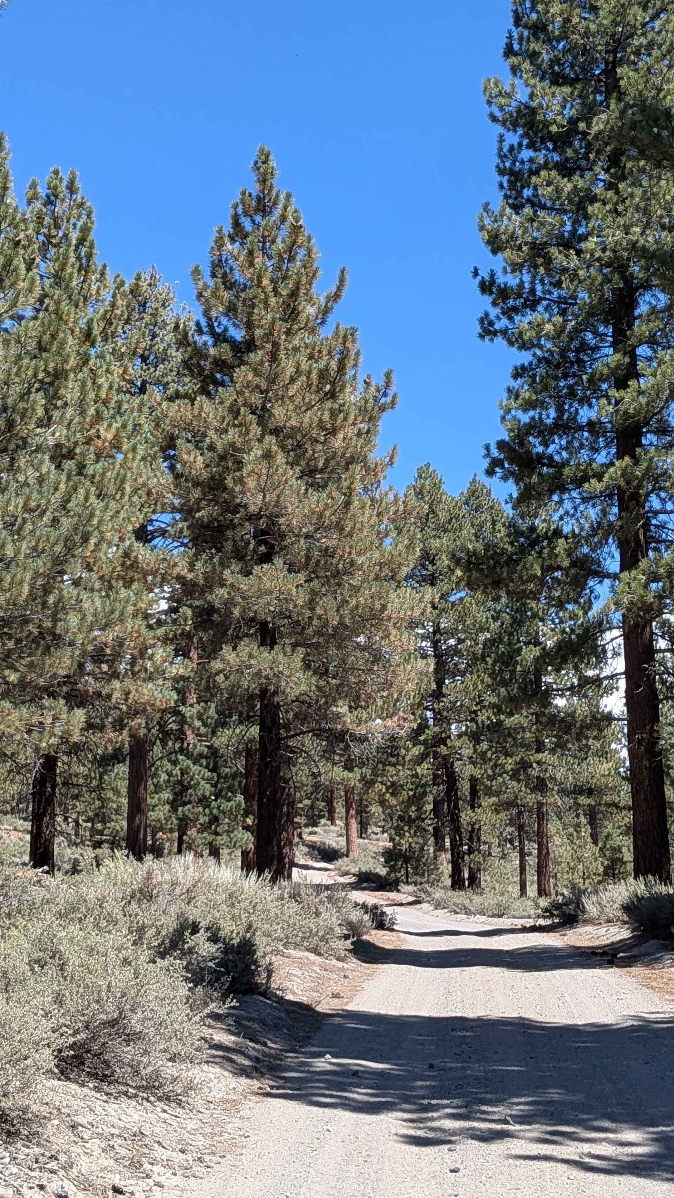 Lookout Mountain - FS 2S02