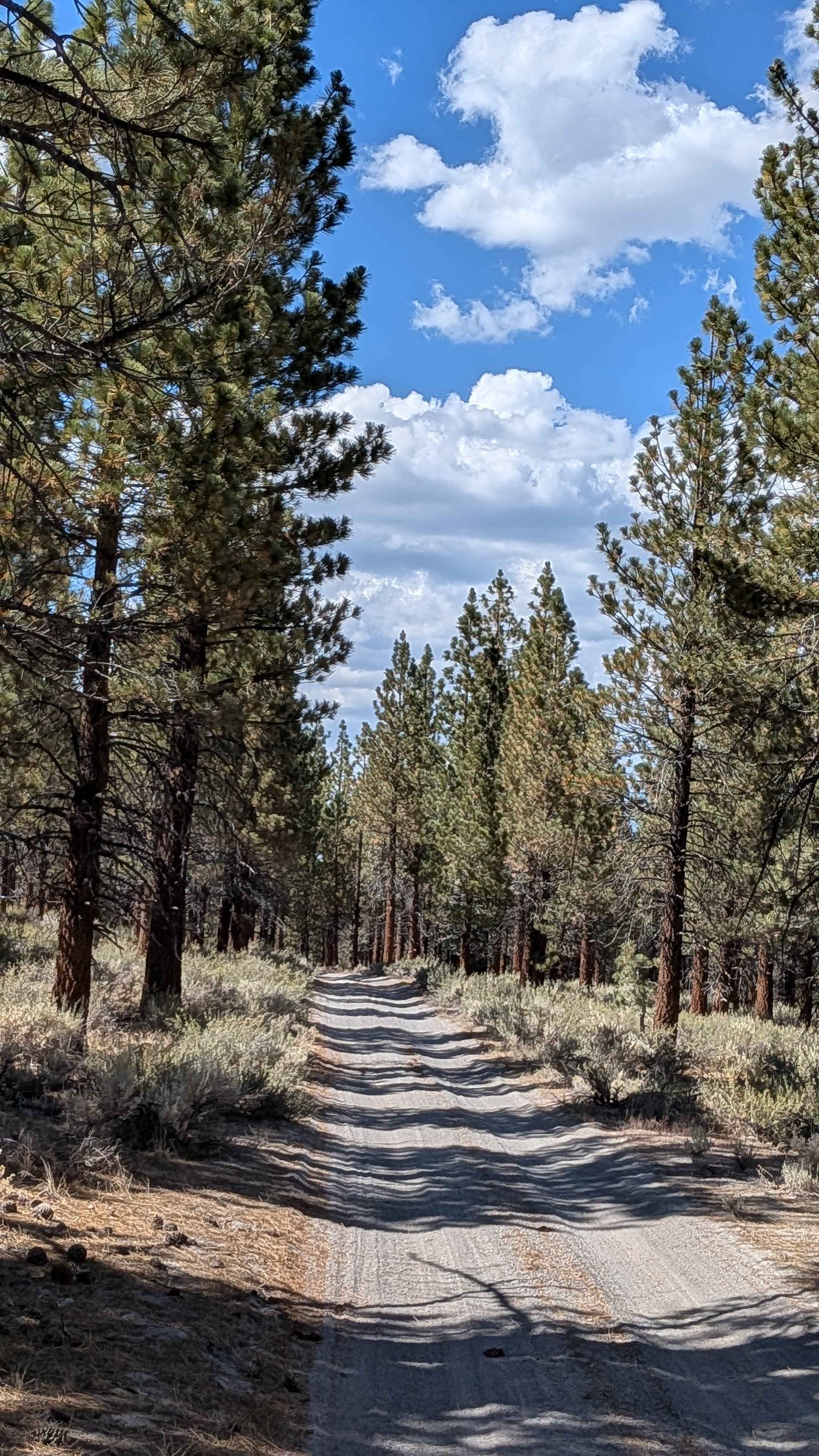 Punch Bowl Cutoff - FS 1S35