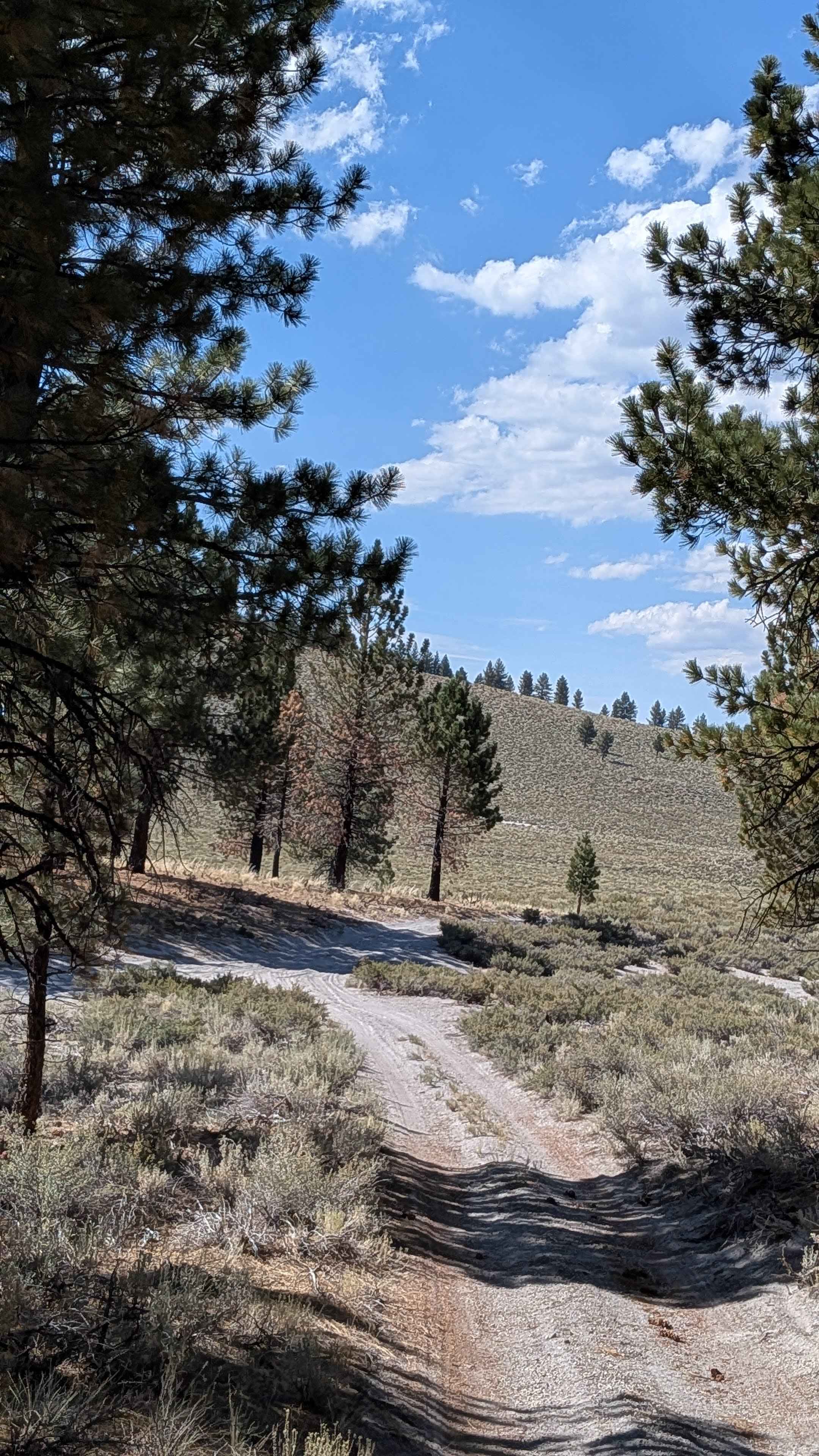 Forest Service Road 1N11