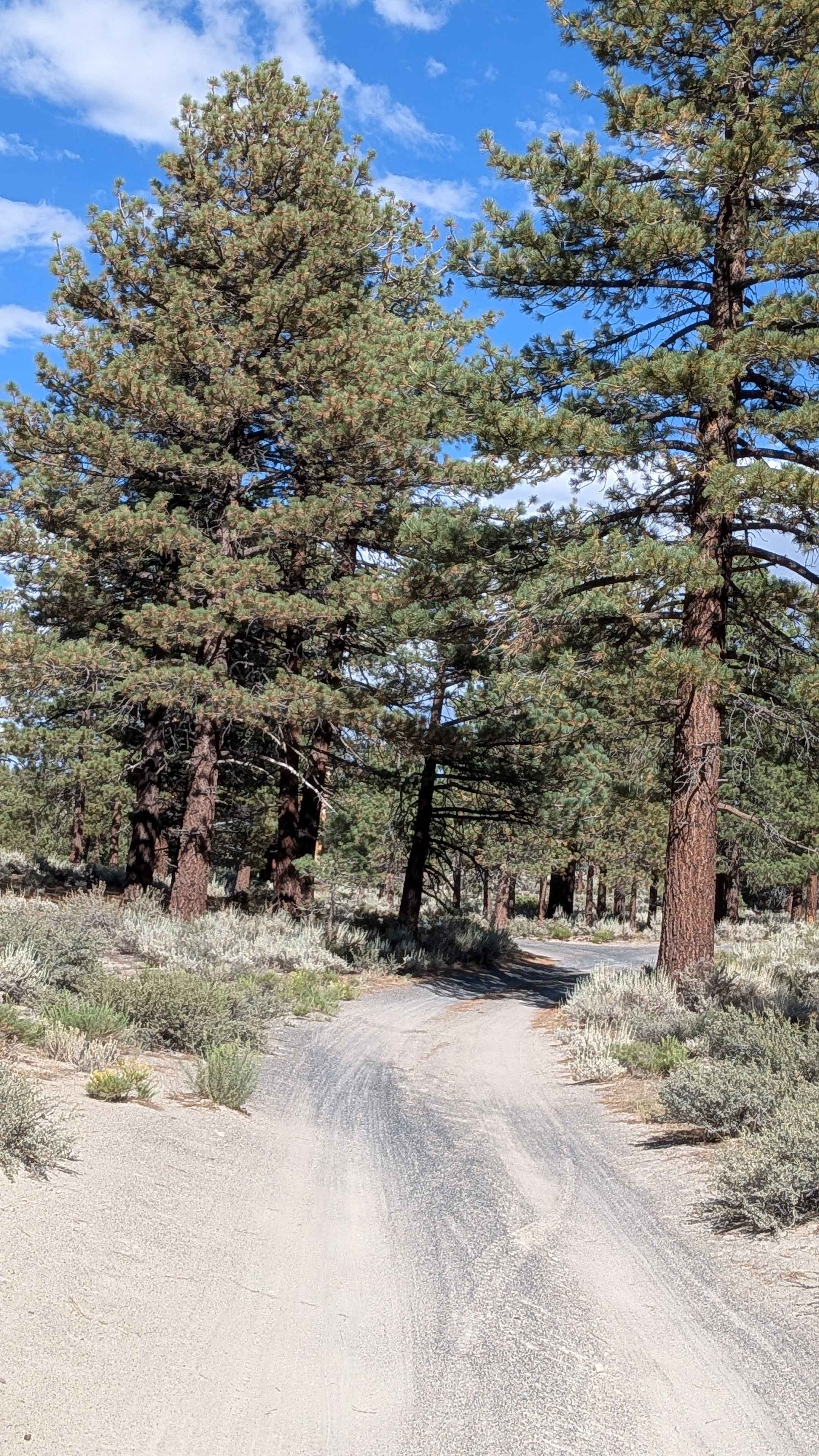 Forest Service Road 3S130