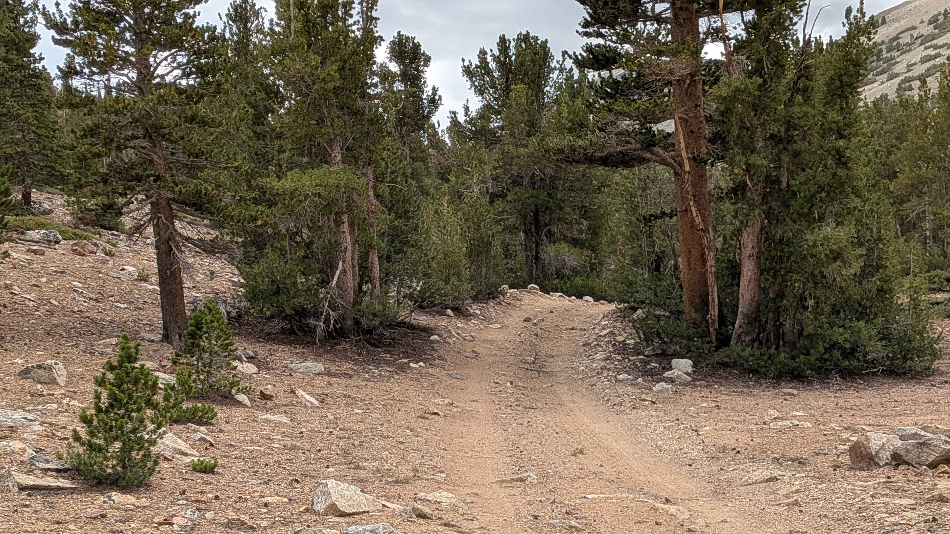 Coyote Lake Trail - FS 31E304