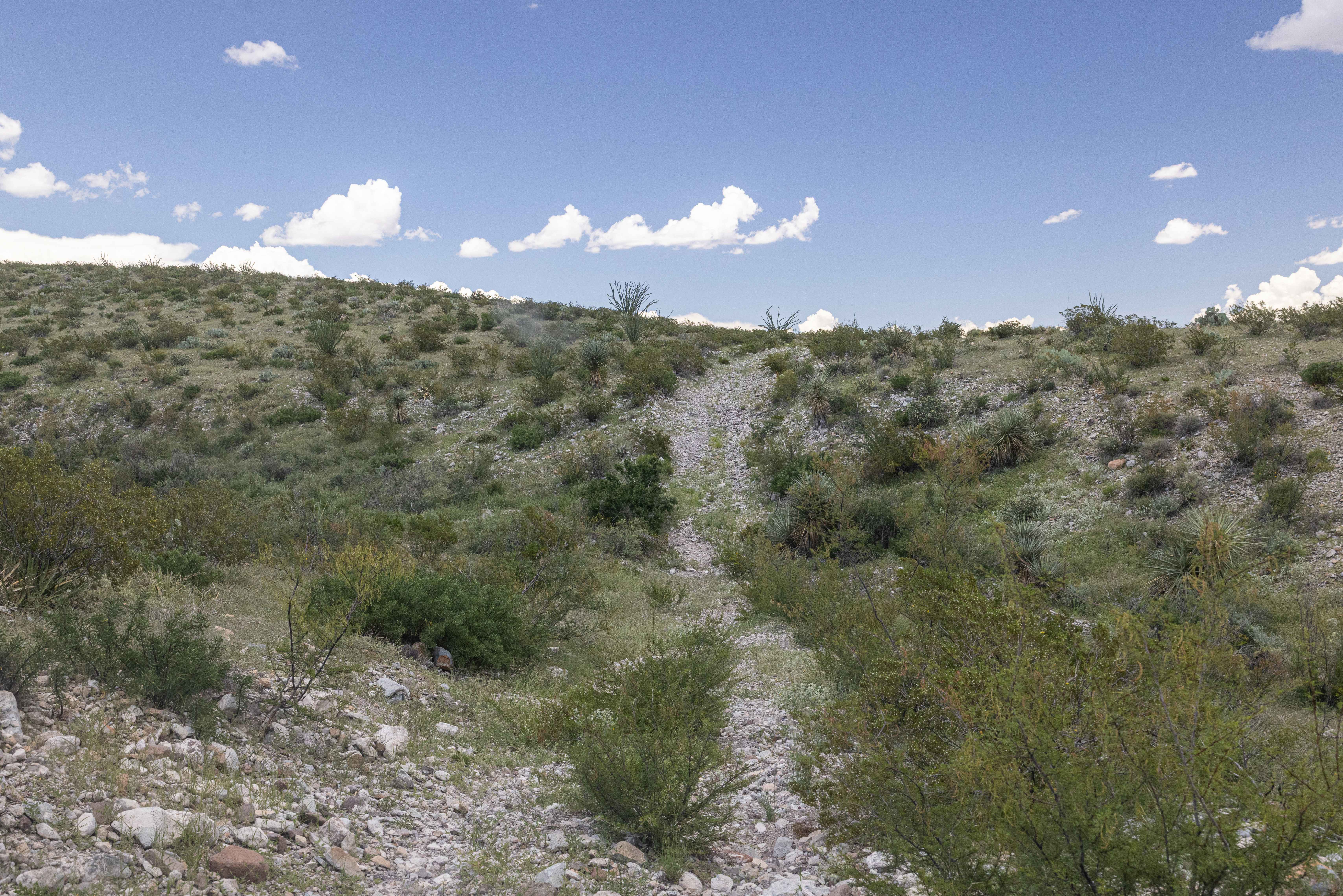 BBRSP Cat Spring Road