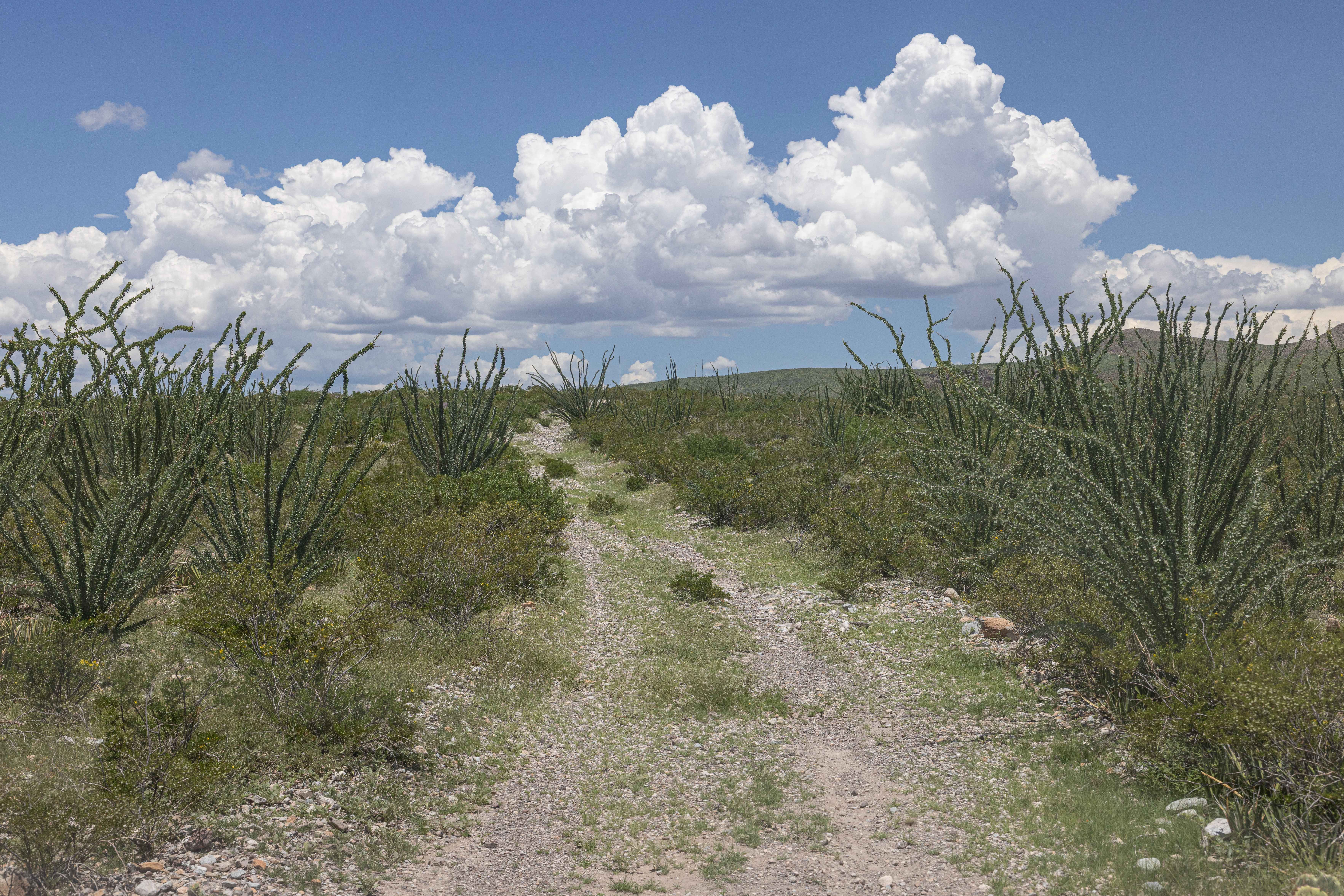 BBRSP Cat Spring Road