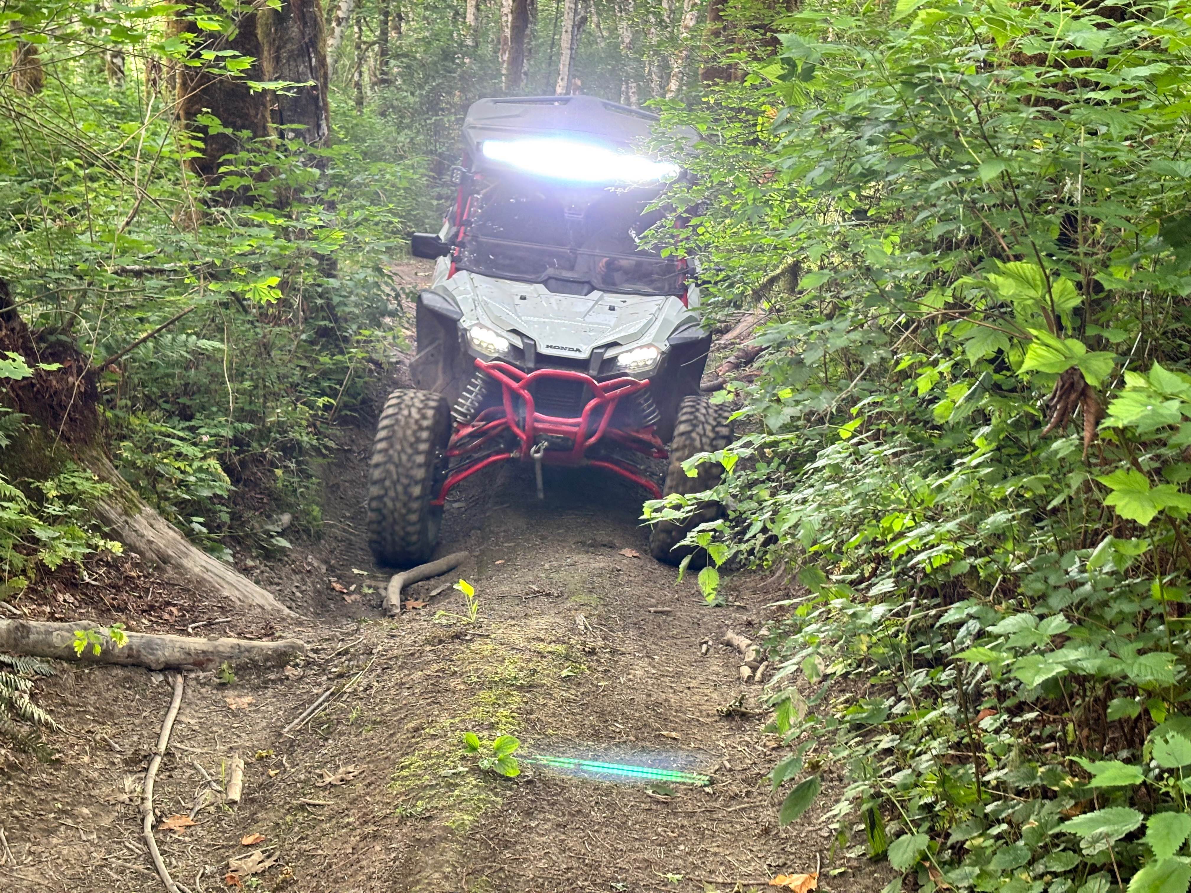 Sauk River Forest Loop