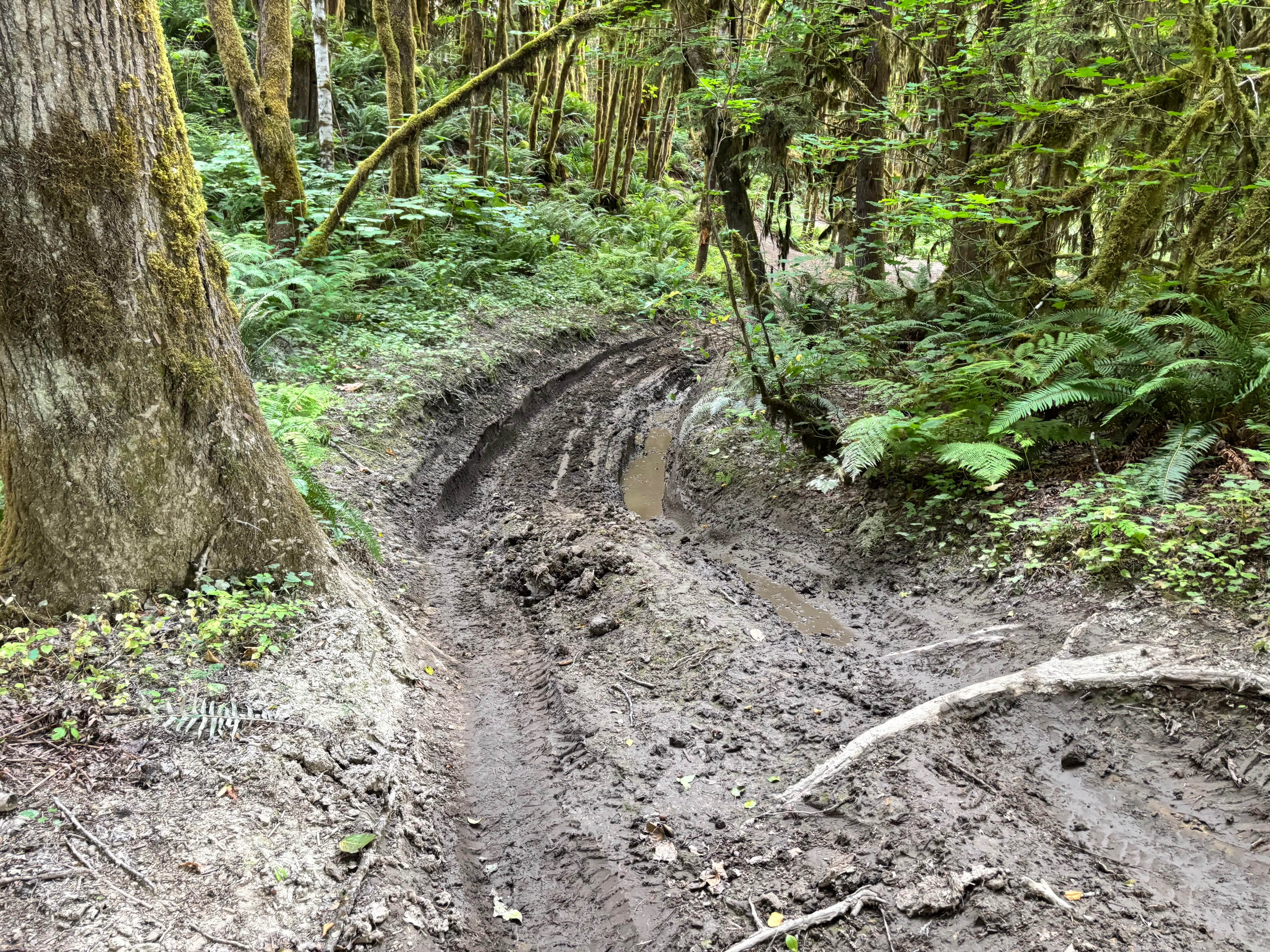Sauk River Forest Loop
