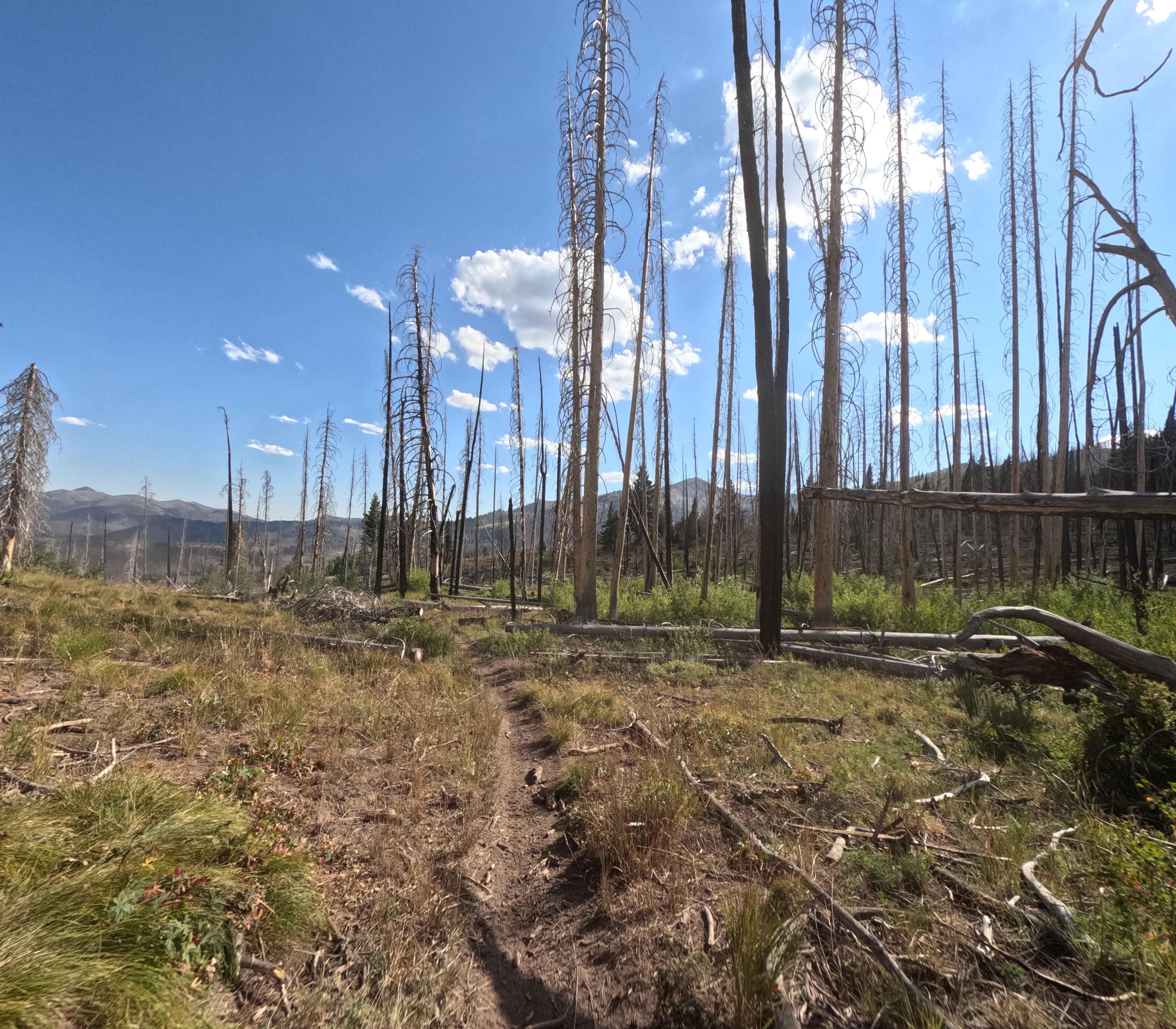 Placer Creek Trail - FS 7141