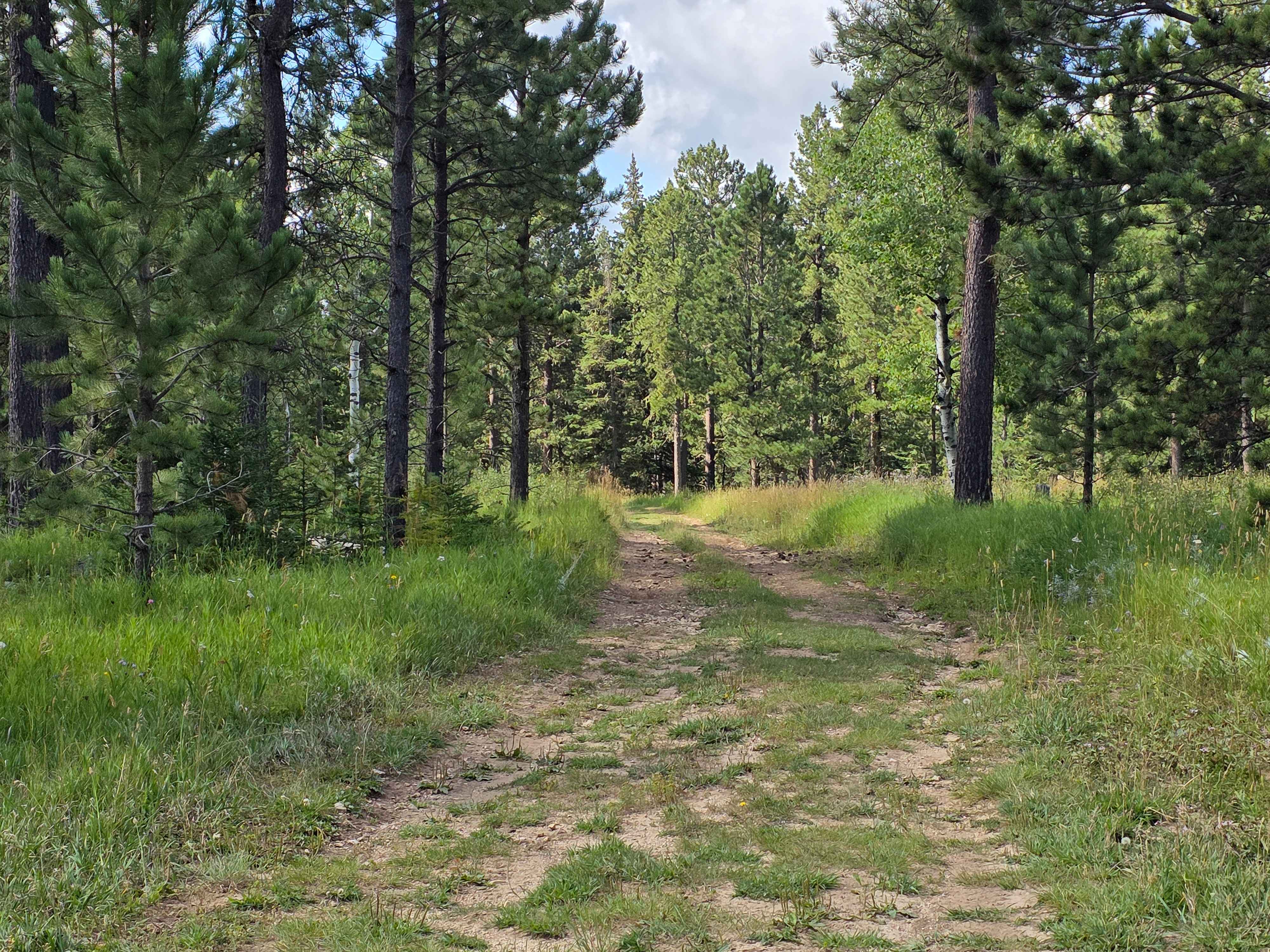 Rhoads Fork - FS 233.1B