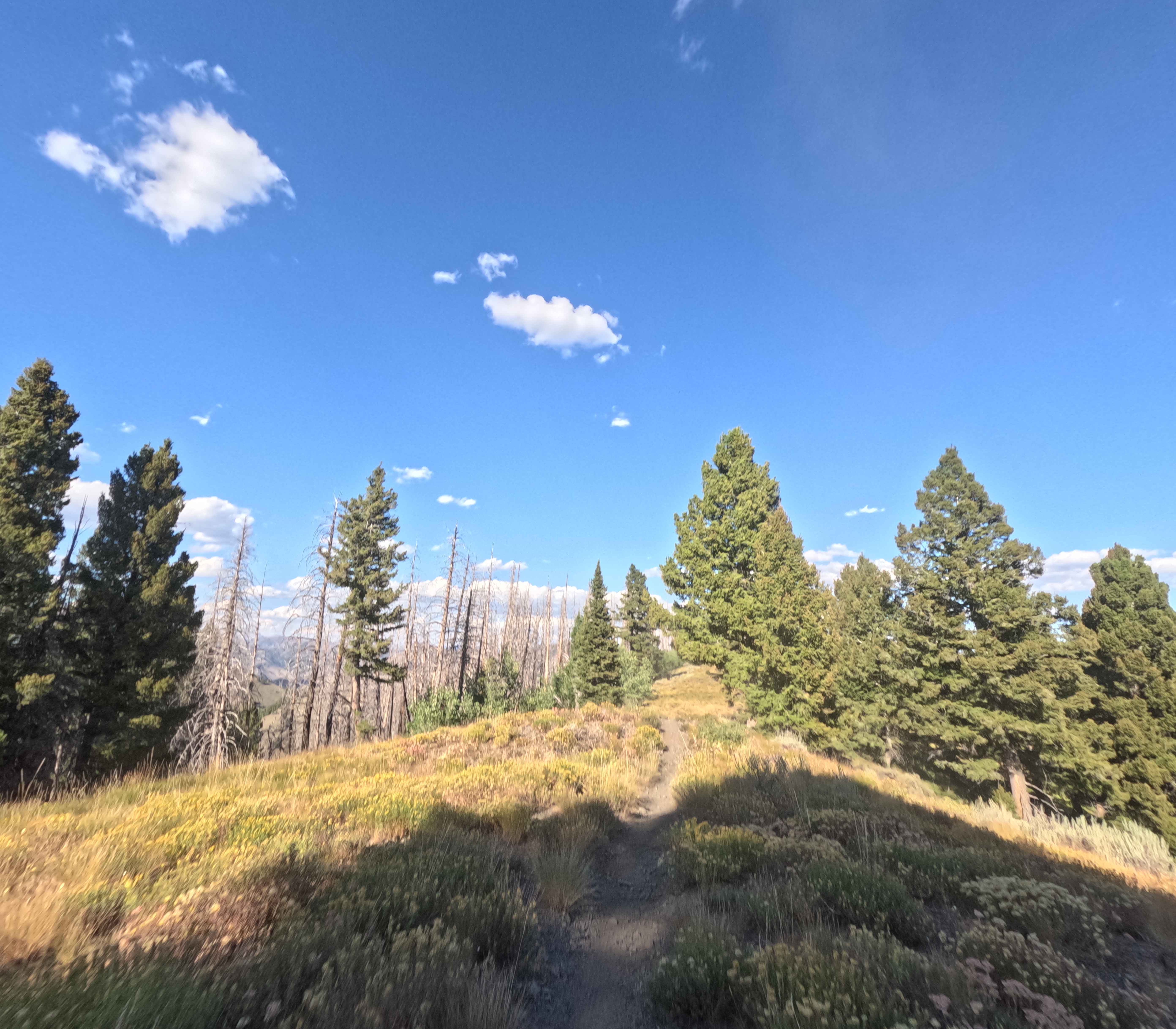 Middle Fork-South Fork 1 - FS 7199