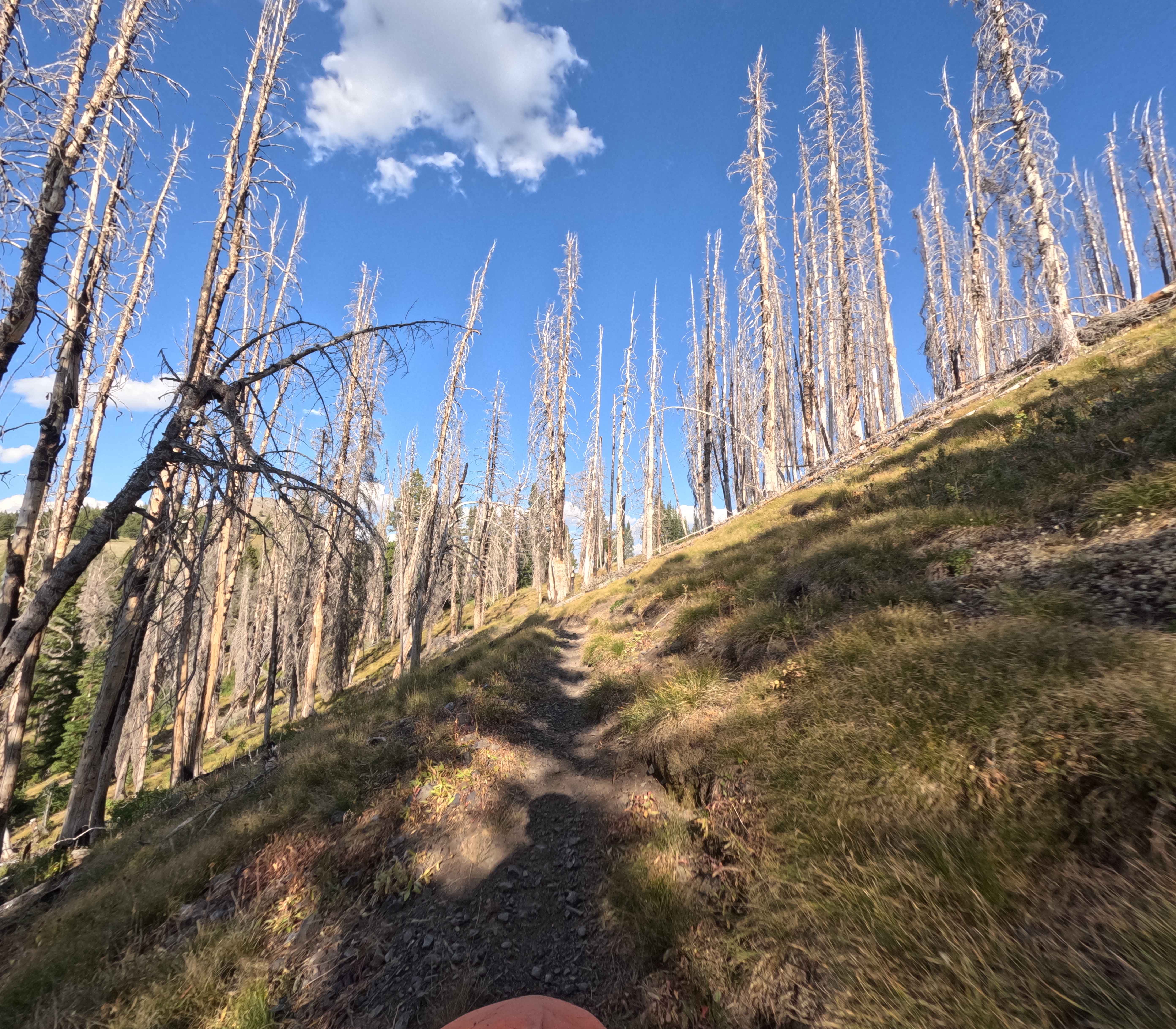 Middle Fork-South Fork 2 - FS 7199