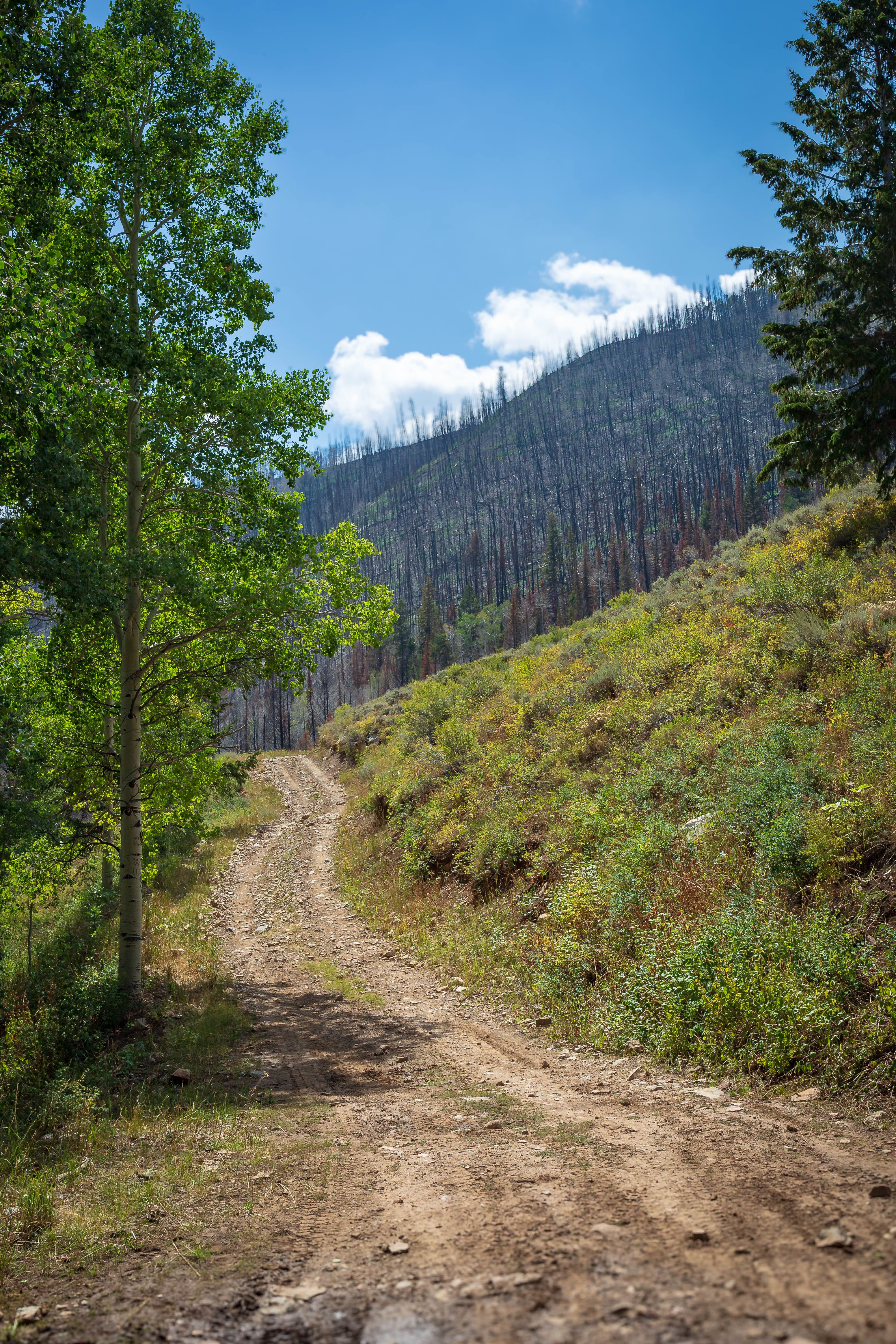 Left Fork Rhodes Canyon - FS 70151