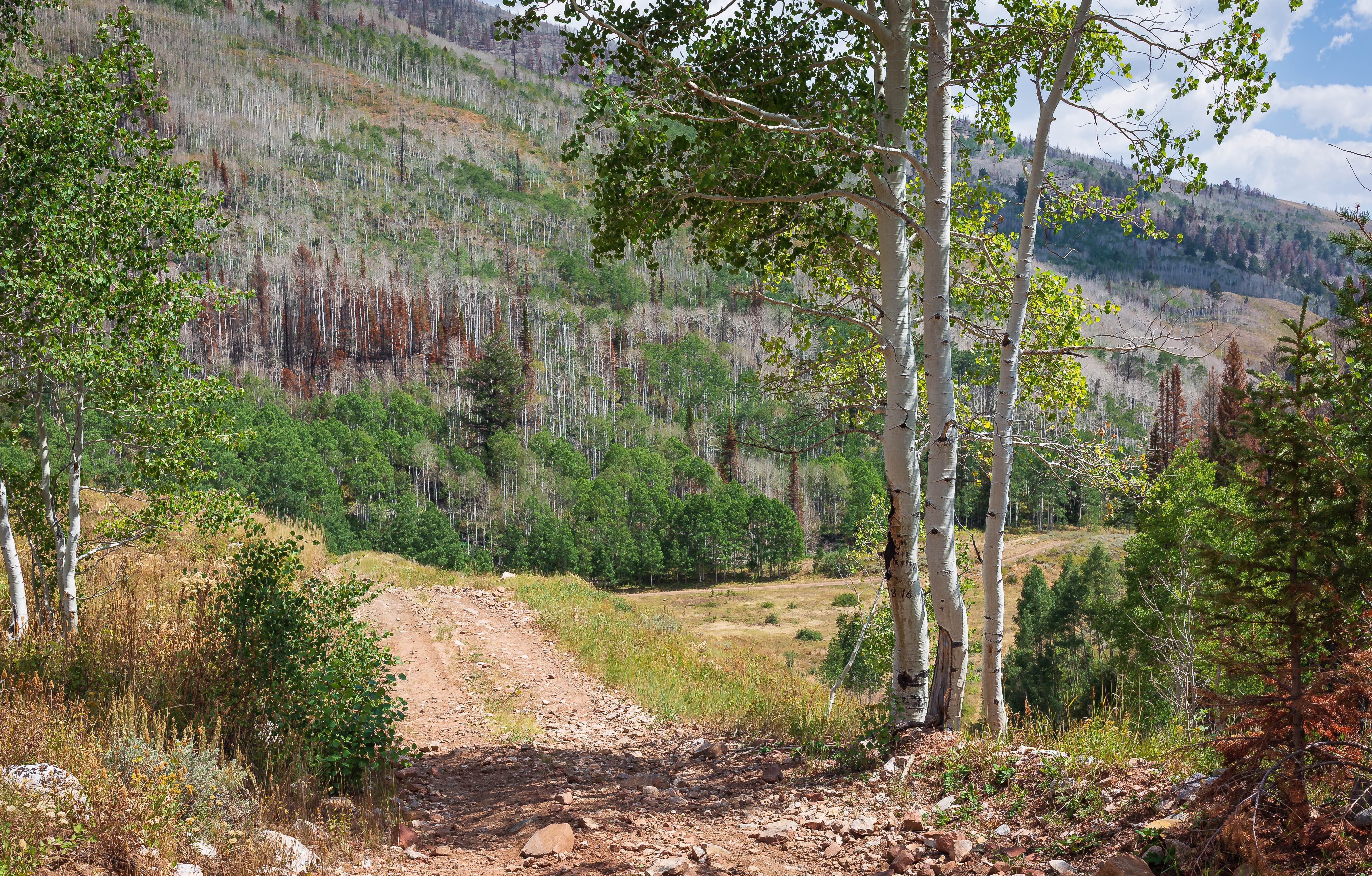 Left Fork Rhodes Canyon - FS 70151