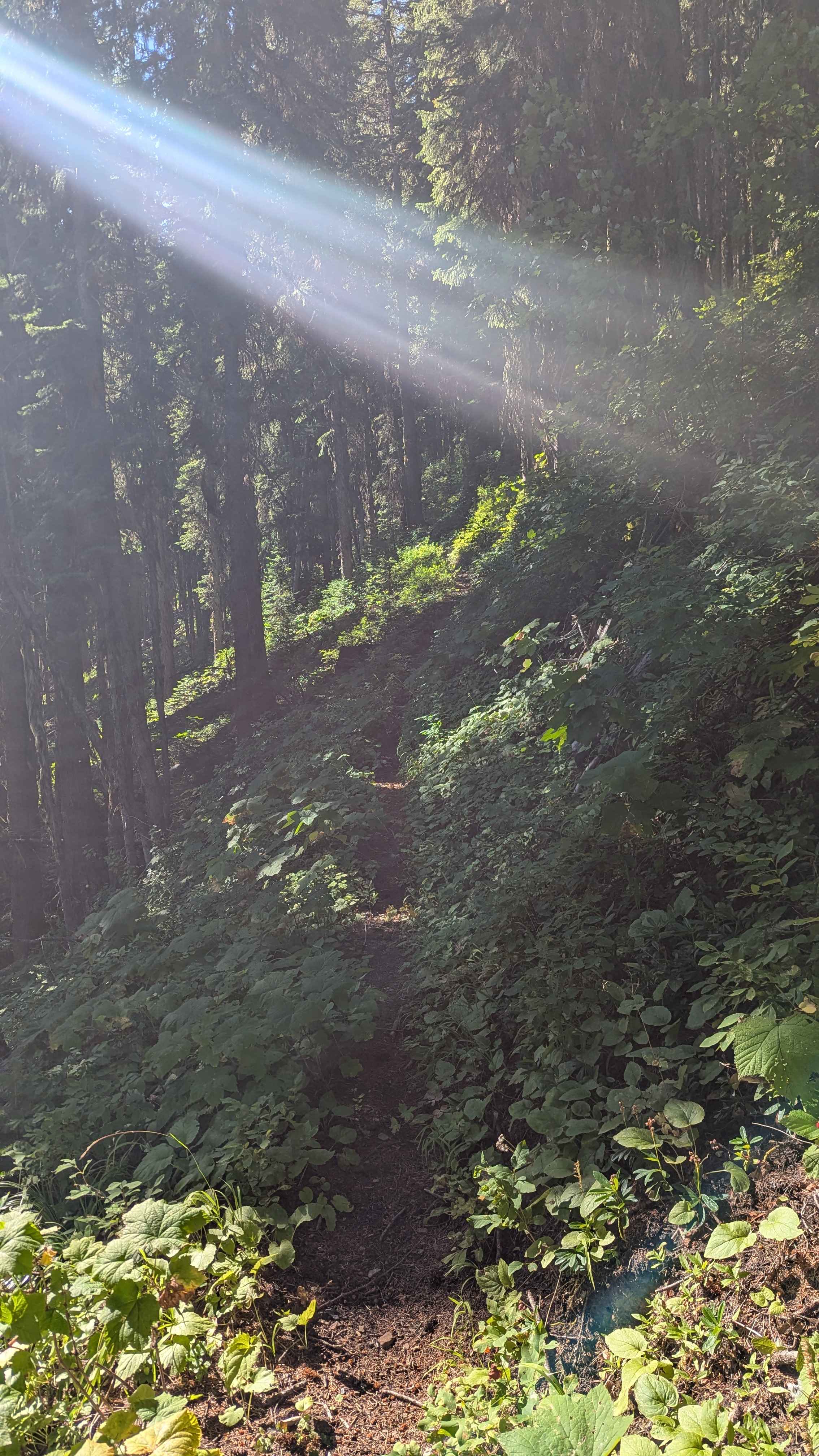 Ninemile Divide Trail