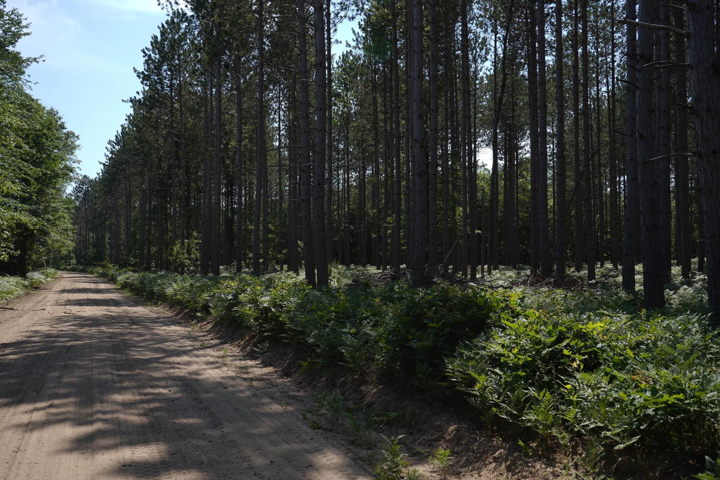Mosquito Alley Truck Trail