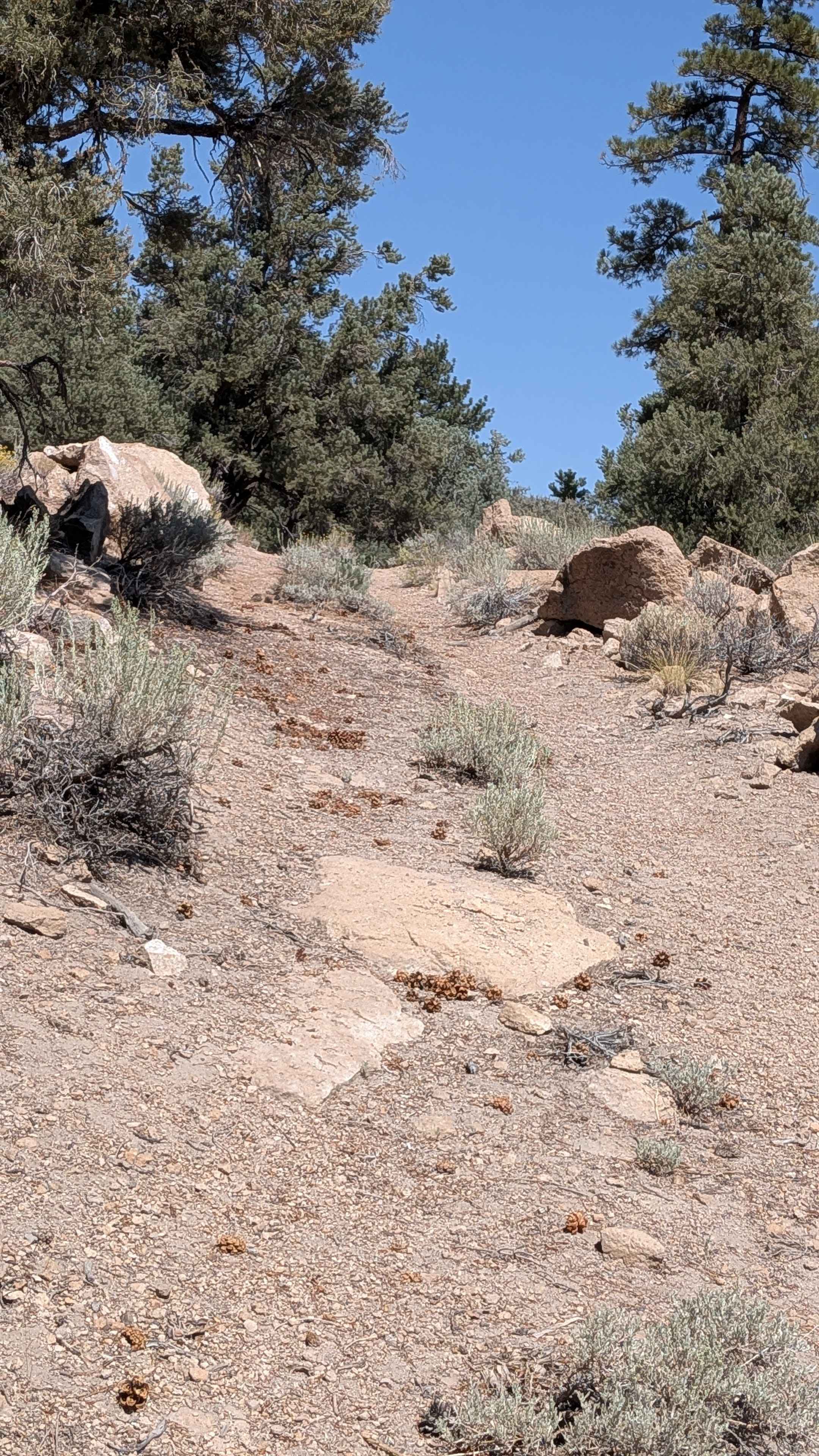 Forest Service Road 5S105