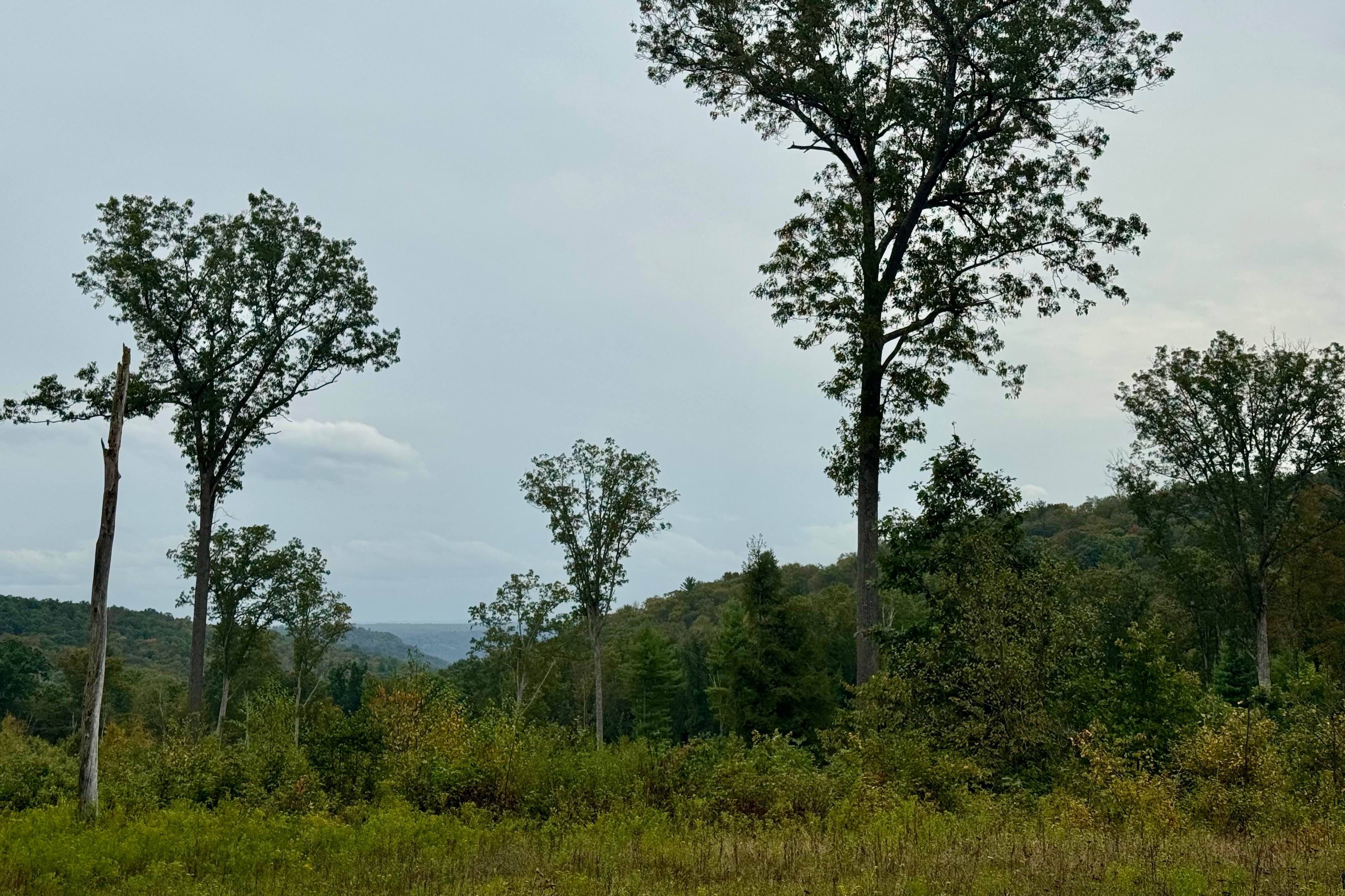 Three Runs Tower Road / Chestnut Draft Road