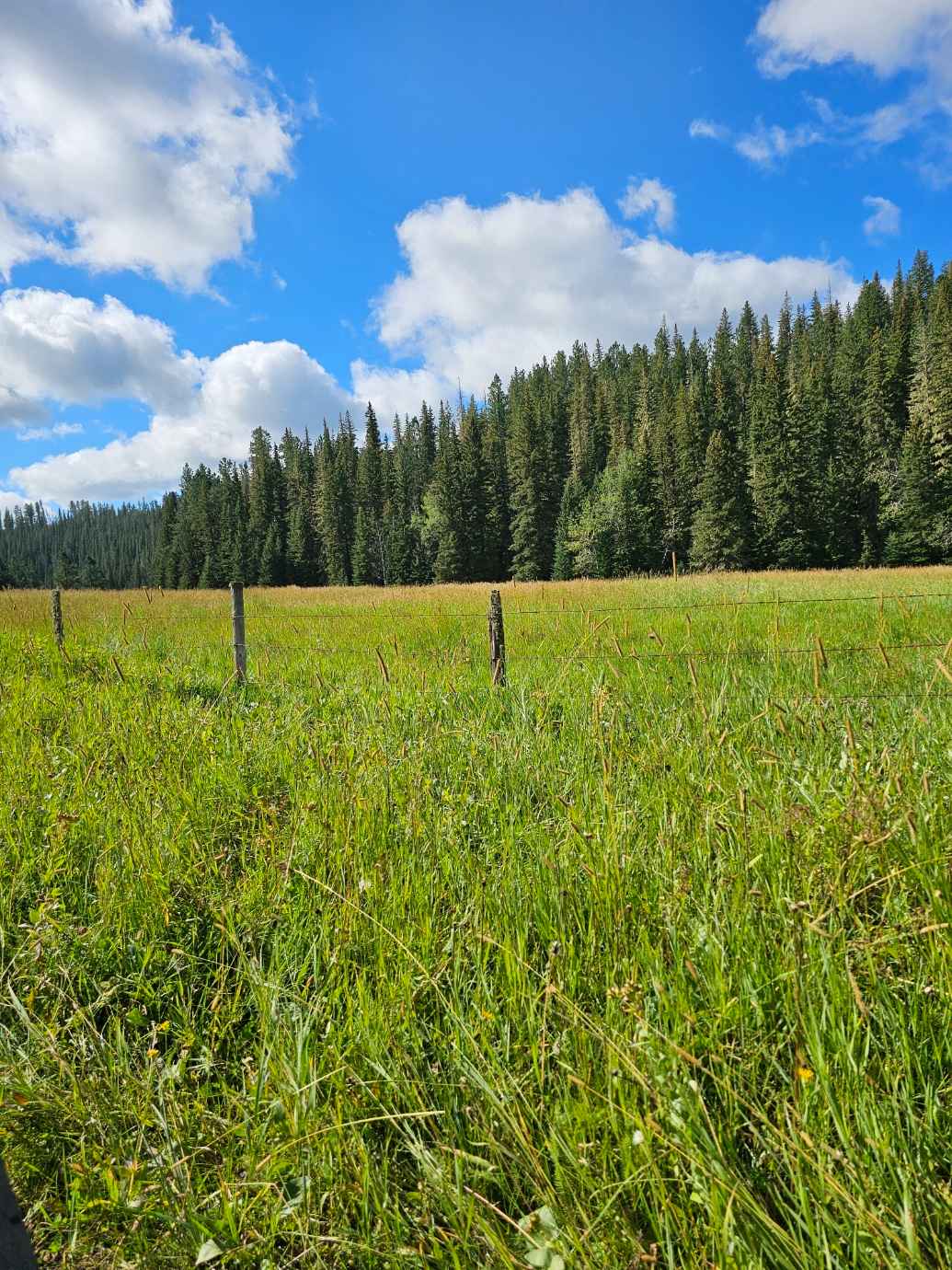 Lead and Deadwood Overlook