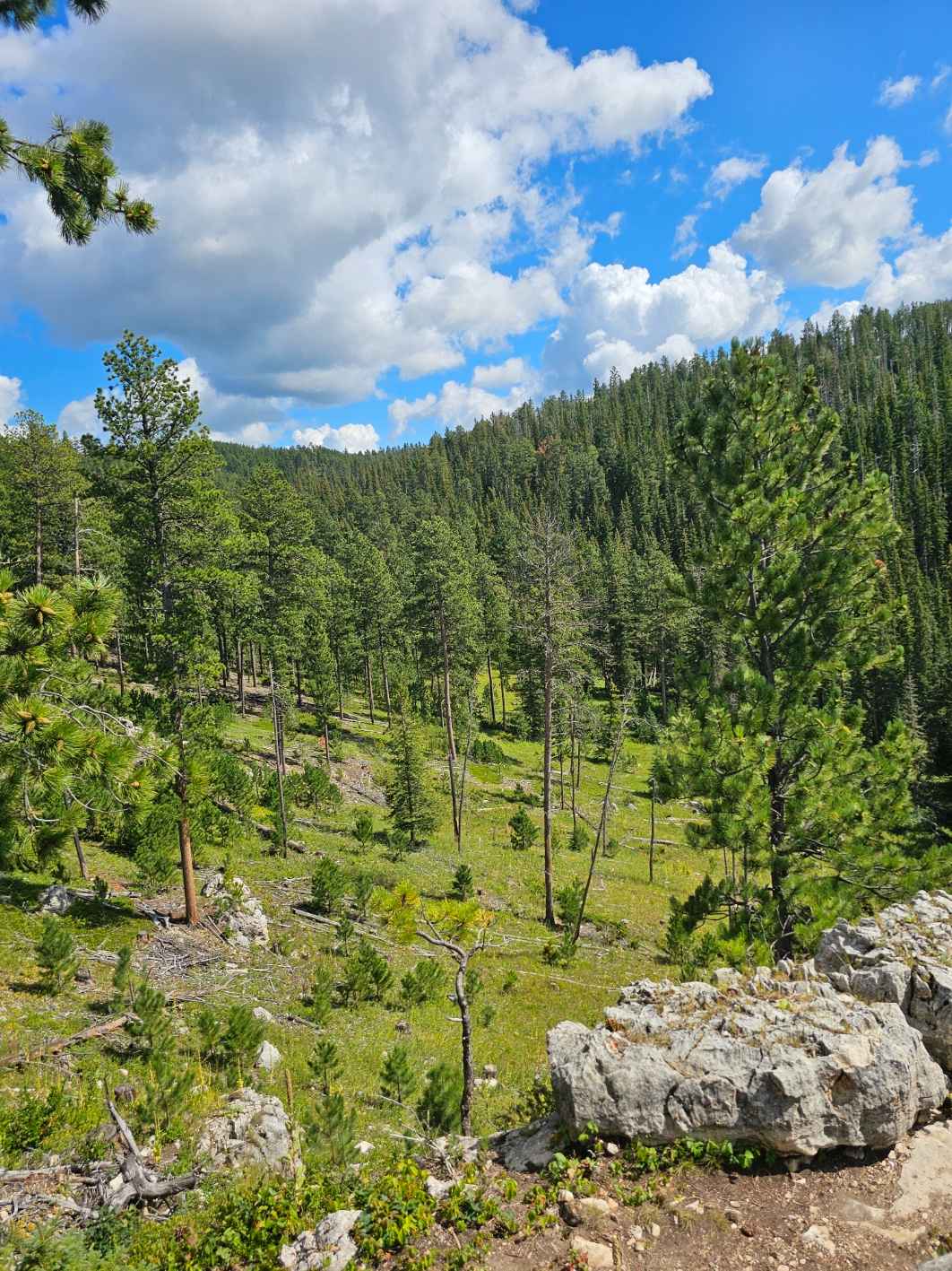 Lead and Deadwood Overlook