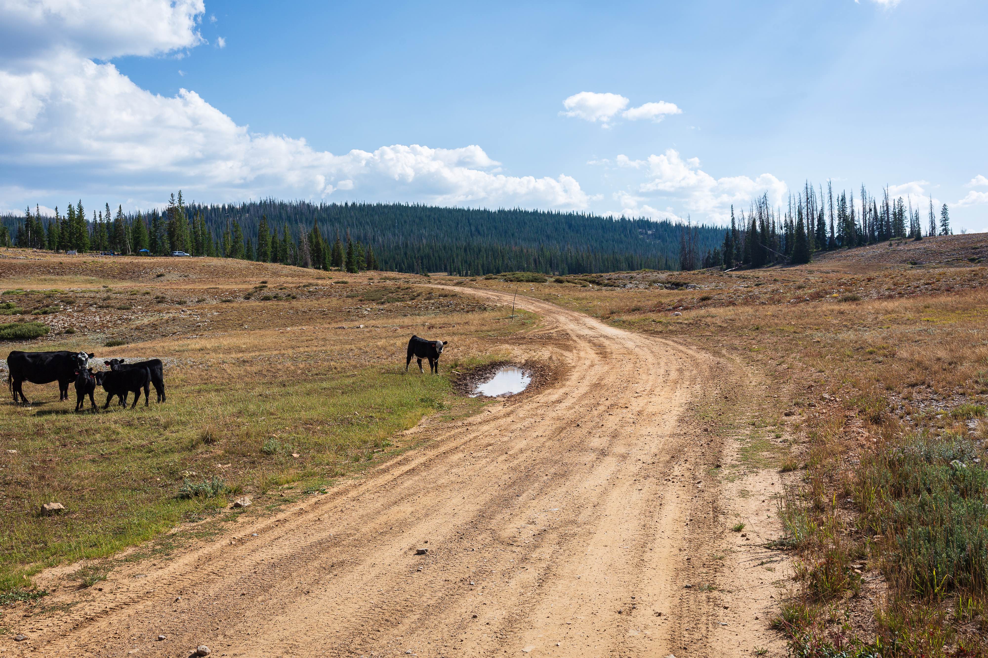 Silver Meadows - FS 70174
