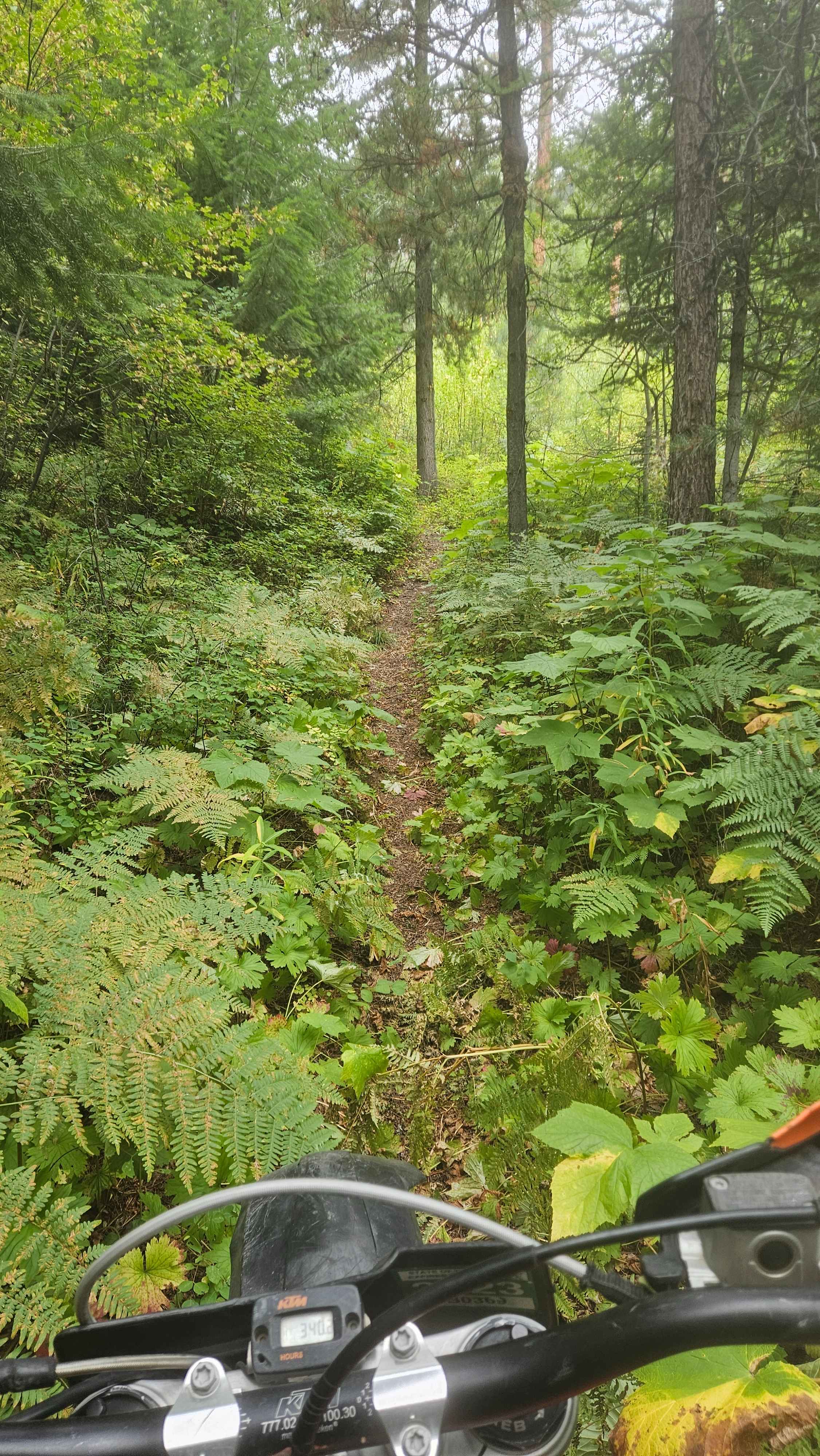 Gash Creek Singletrack