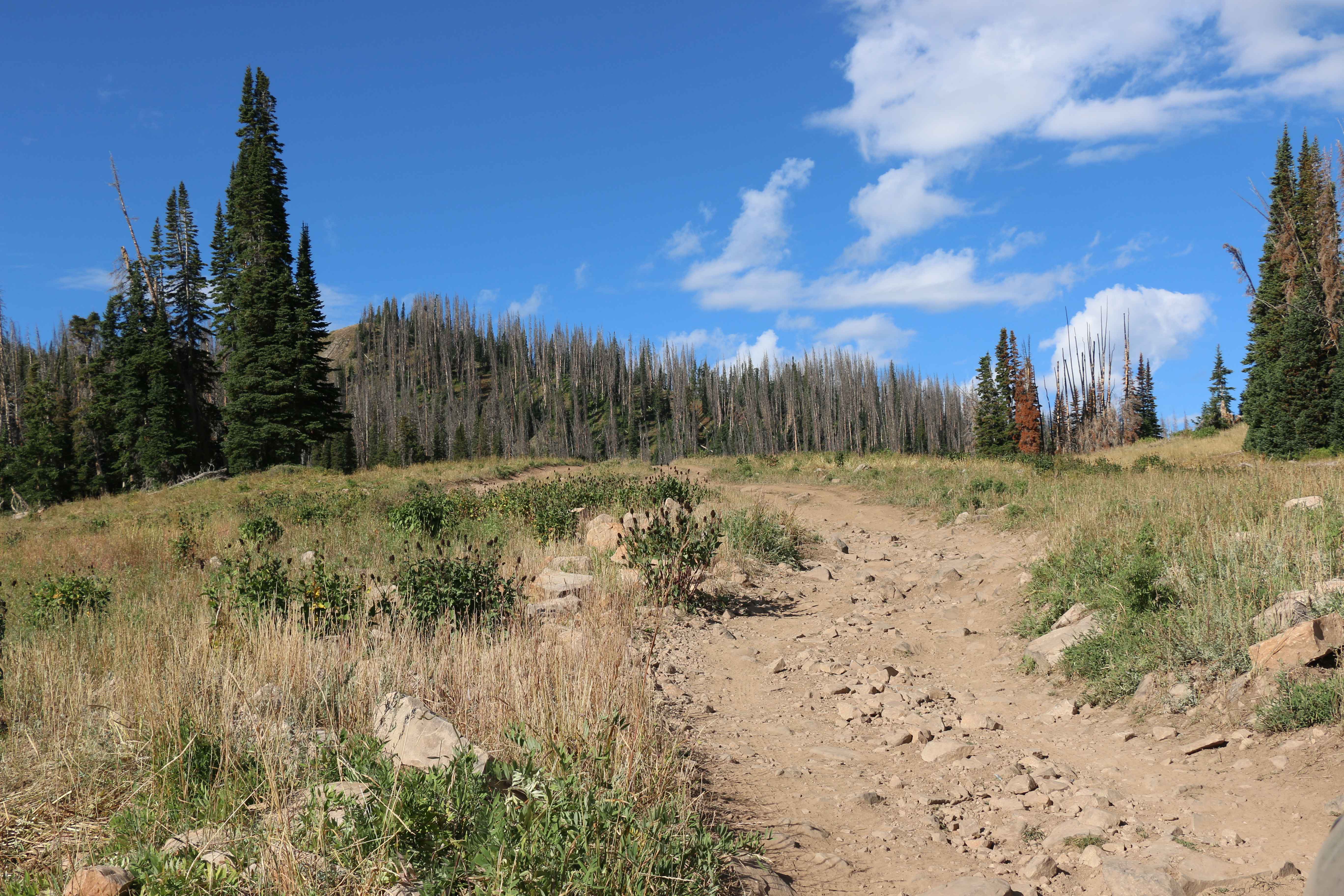 Moffit Pass - FS 80135